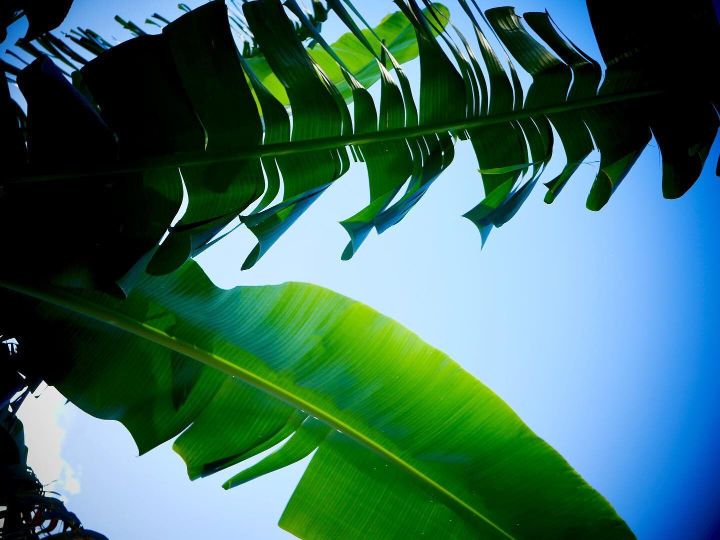 The way leaves paint the sky in the Caribbean, green ribbons. 🌱#AfterEdenBook