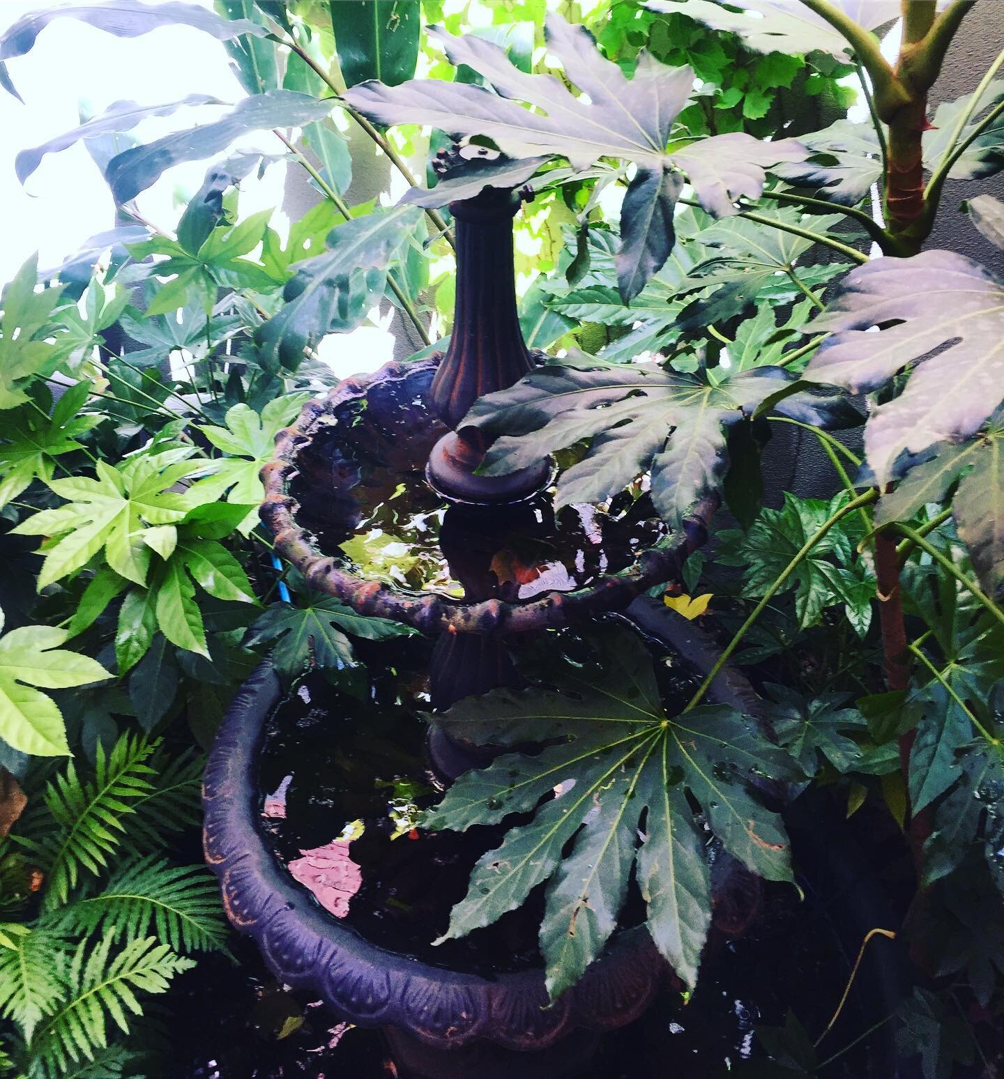 When a client finds a fountain ⛲️ and you trump it with a Fatsia 🌿
.
.
.
.
#gardenconsultant 
#horticultureconsultant 
#getyourgreenon 
#plantbroker 
#qualifiedhorticuluralist 
#courtyardgardendesign 
#smallgardendesigns