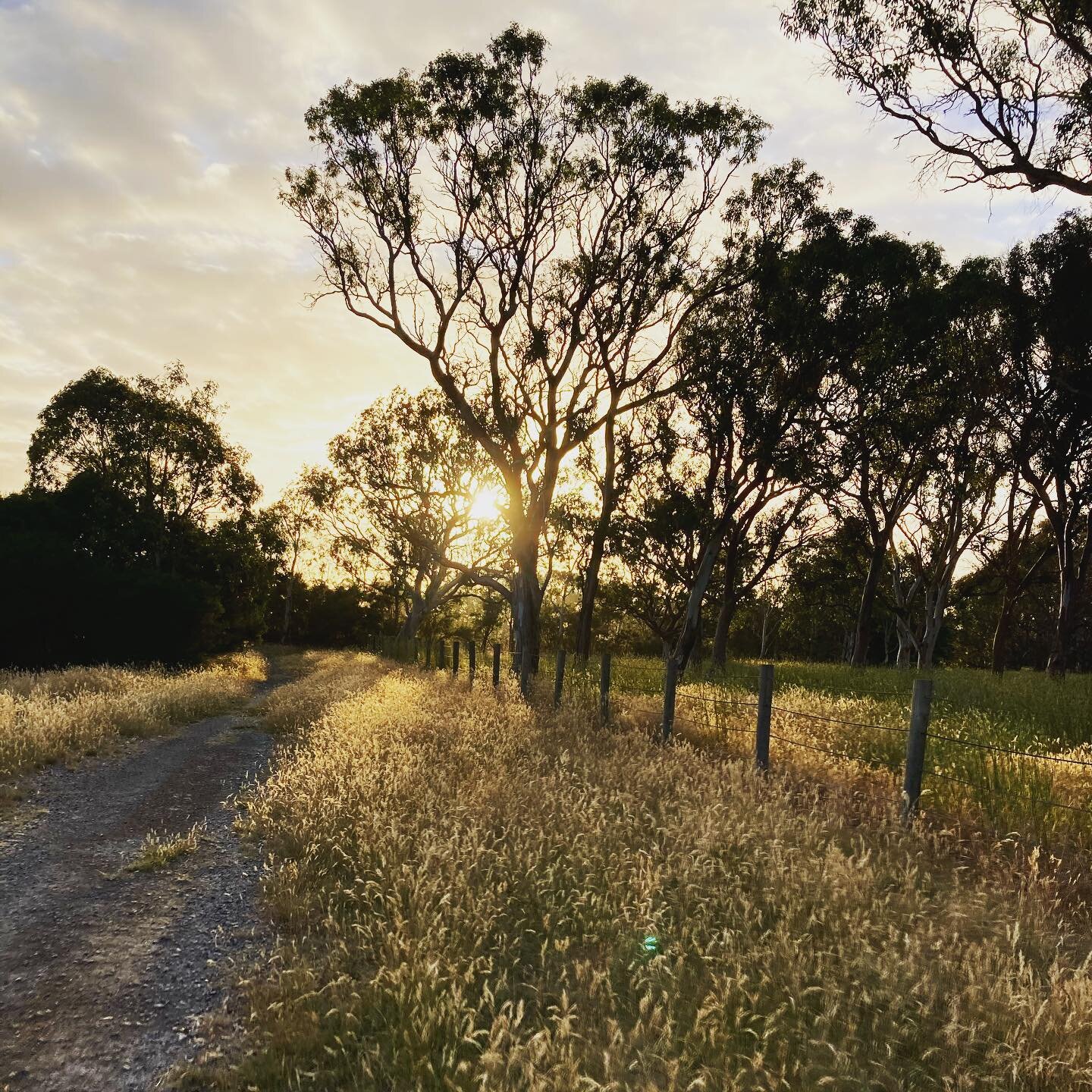 Best way to start the day with a good dose of nature 🌾

#naturetherapy 
#plantinspiration 
#australiannatives 
#nativegrasses 
#indigenousgrasses 
#plantbroker 
#revegetation