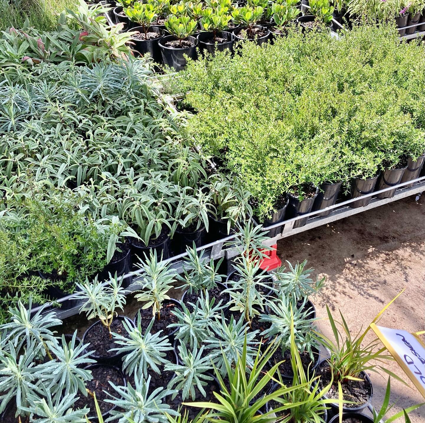 Picked 👌🏼 packed 🎁 and safely delivered 🚛 to country Victoria 🪴

Get in touch and secure your plants for next year&rsquo;s project&rsquo;s 🌿

#plantsourcing 
#plantbroker 
#qualityplants 
#regionalvictoria 
#drytolerantplants 
#countrygardens 
