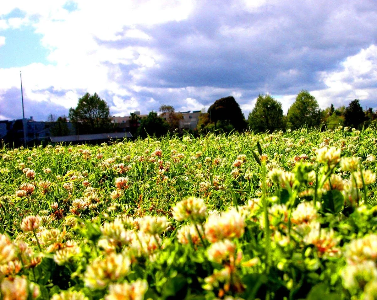field of clover 1 - revised.jpg