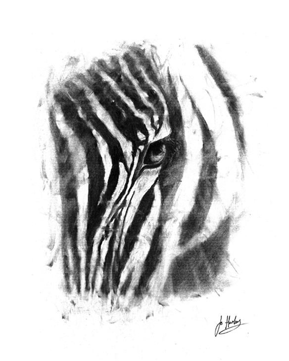 Zebra_Web-Image.png