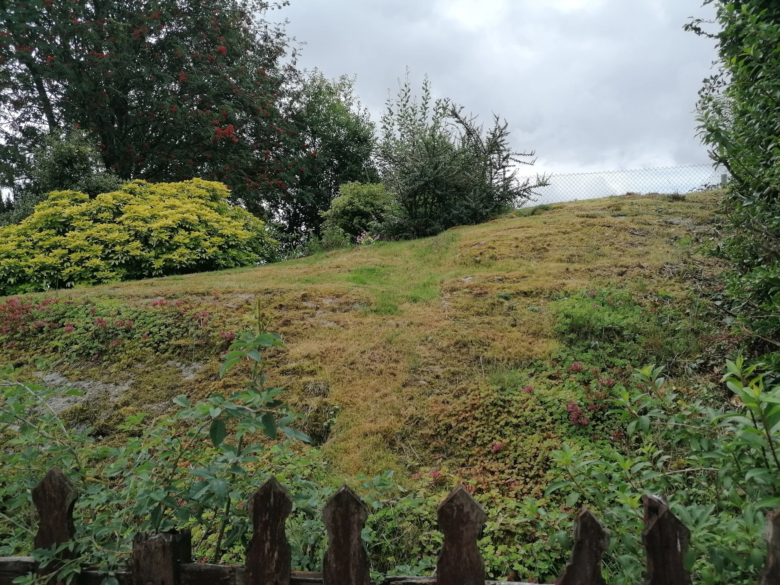 Looking up the bank to more mature shrubs.