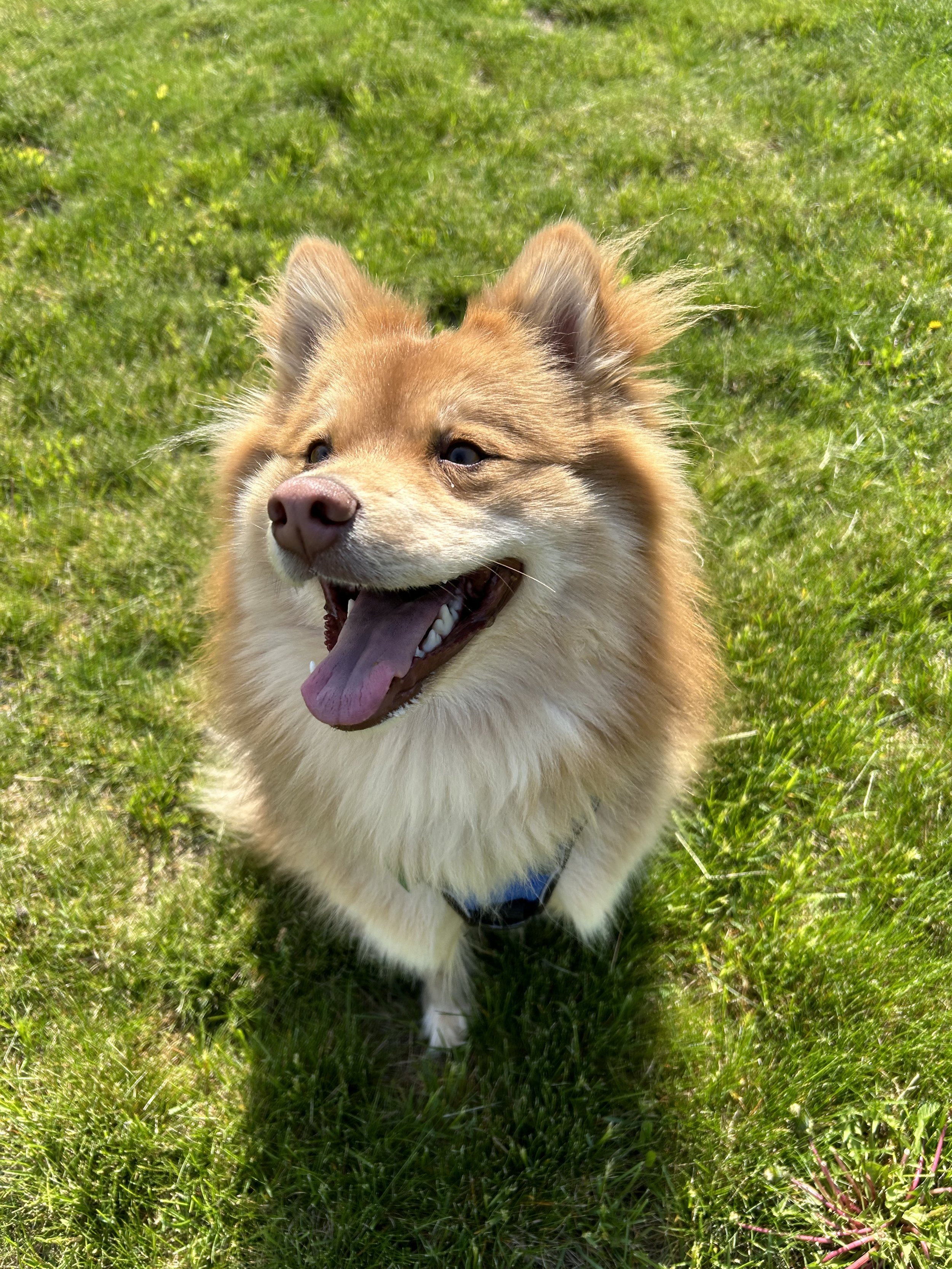 Snickers