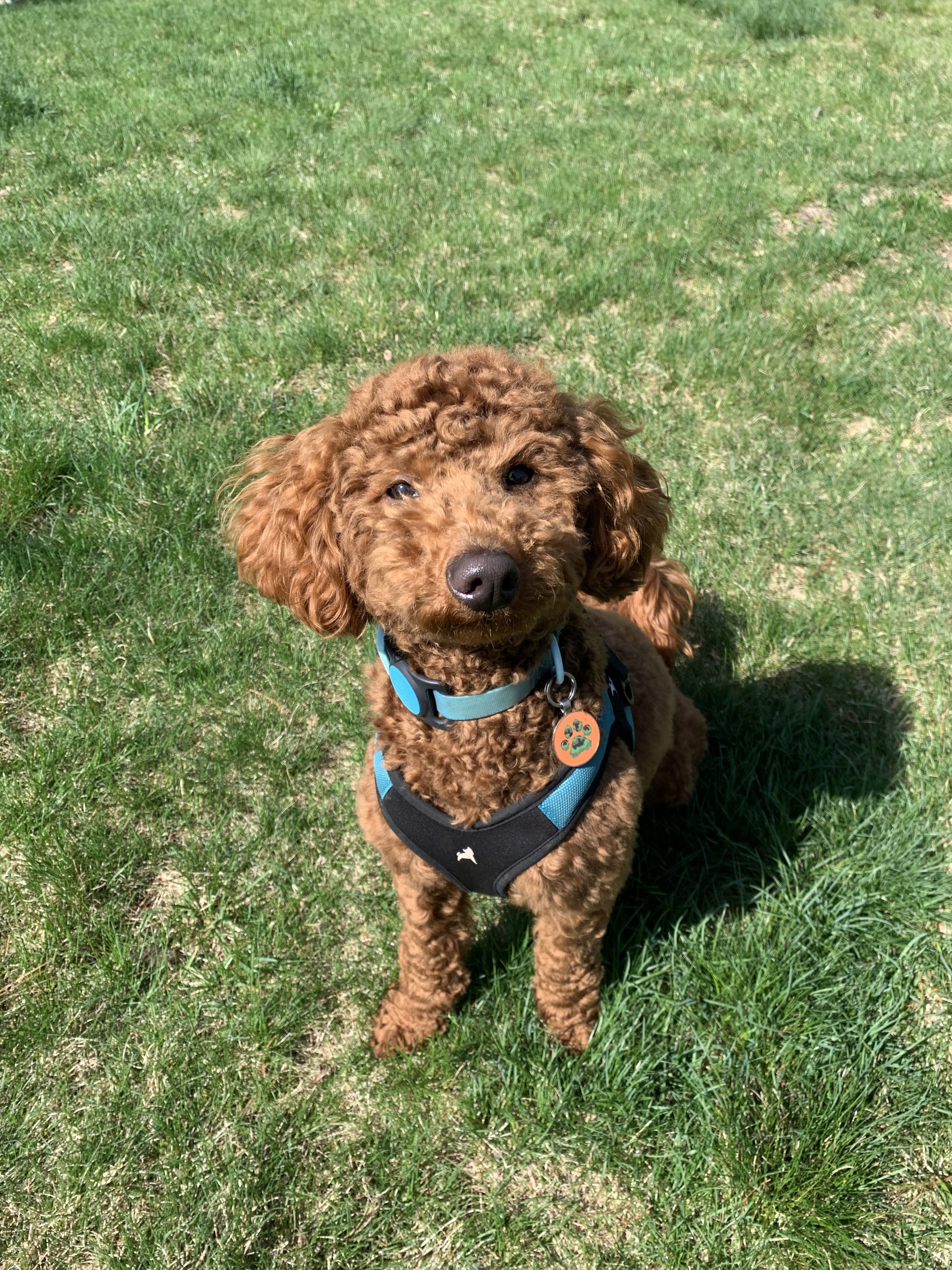 Bernie