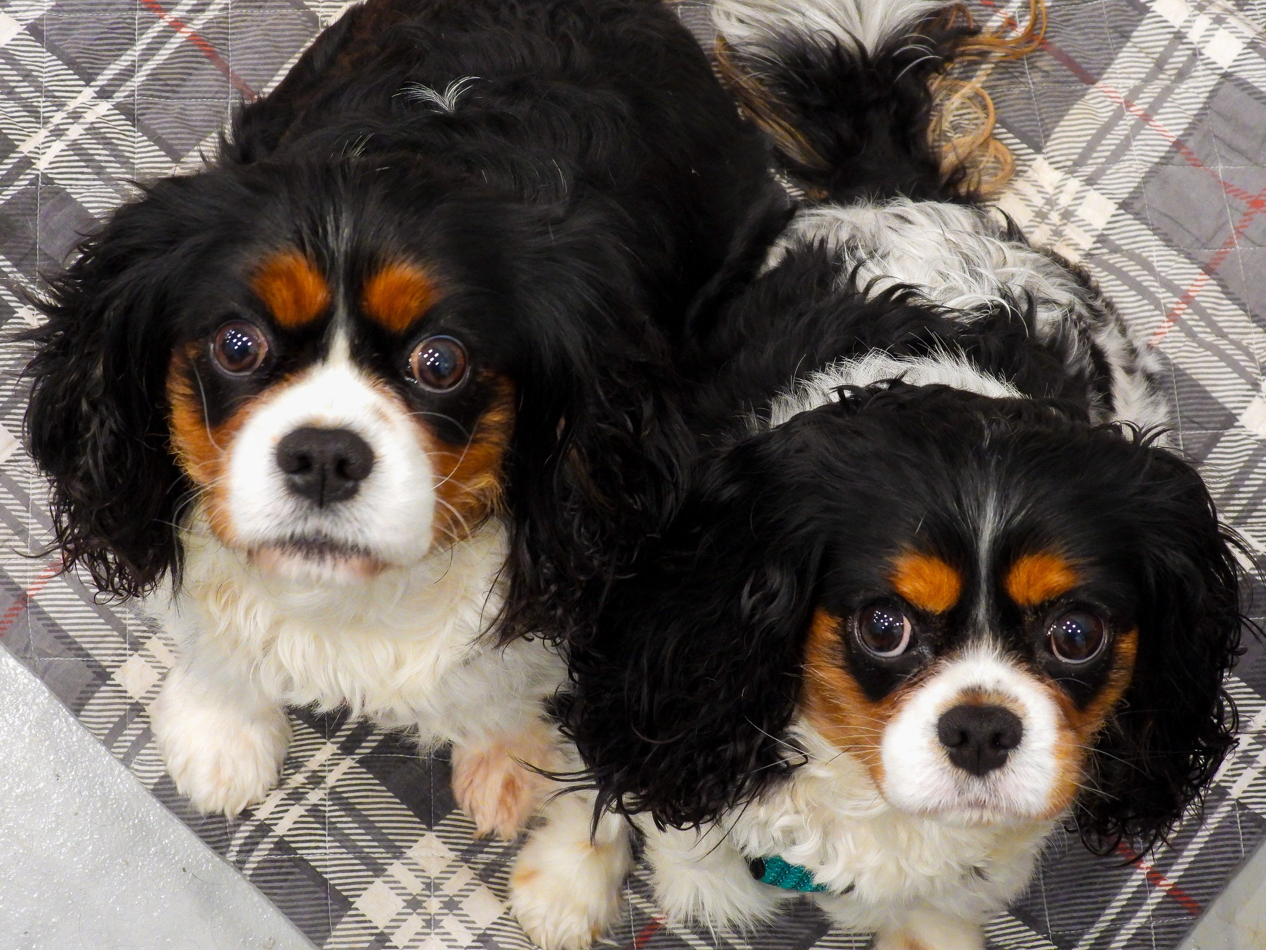 Juno & Piper