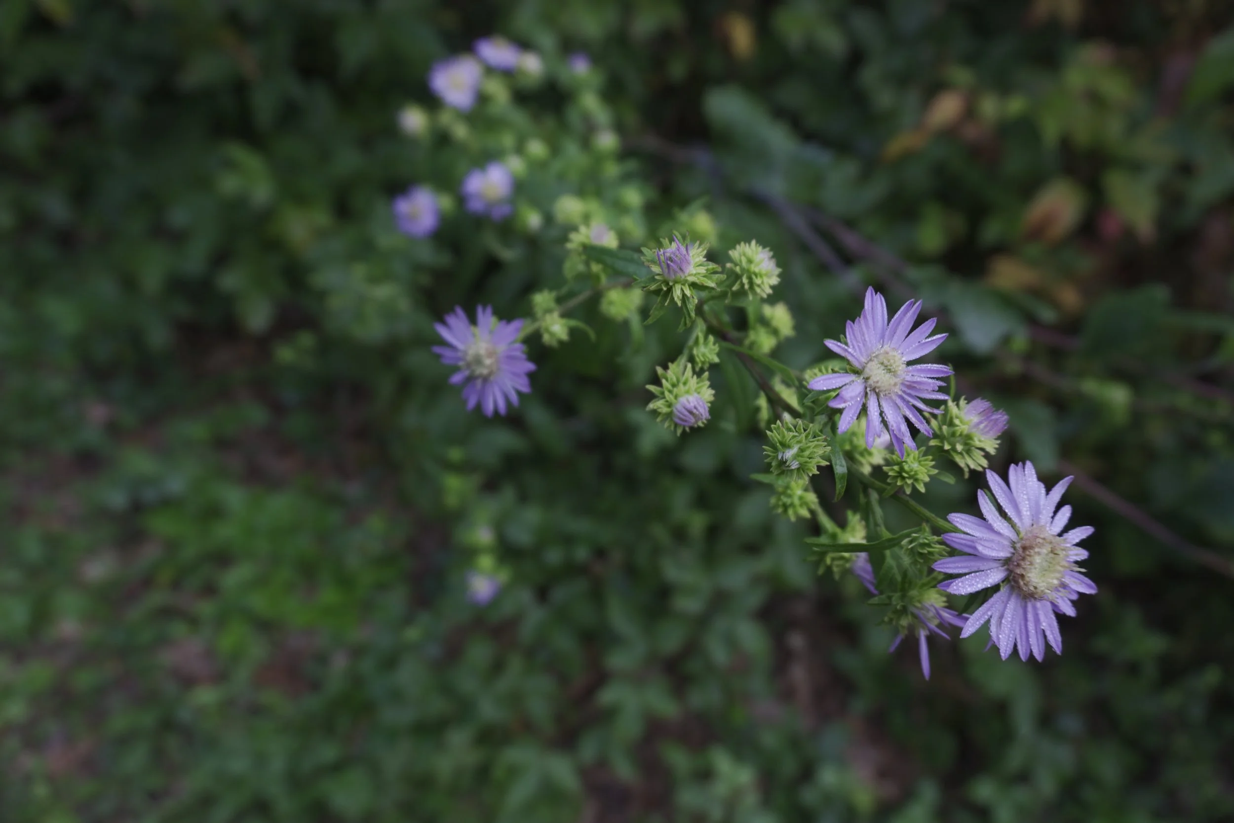 AHR02699.JPG