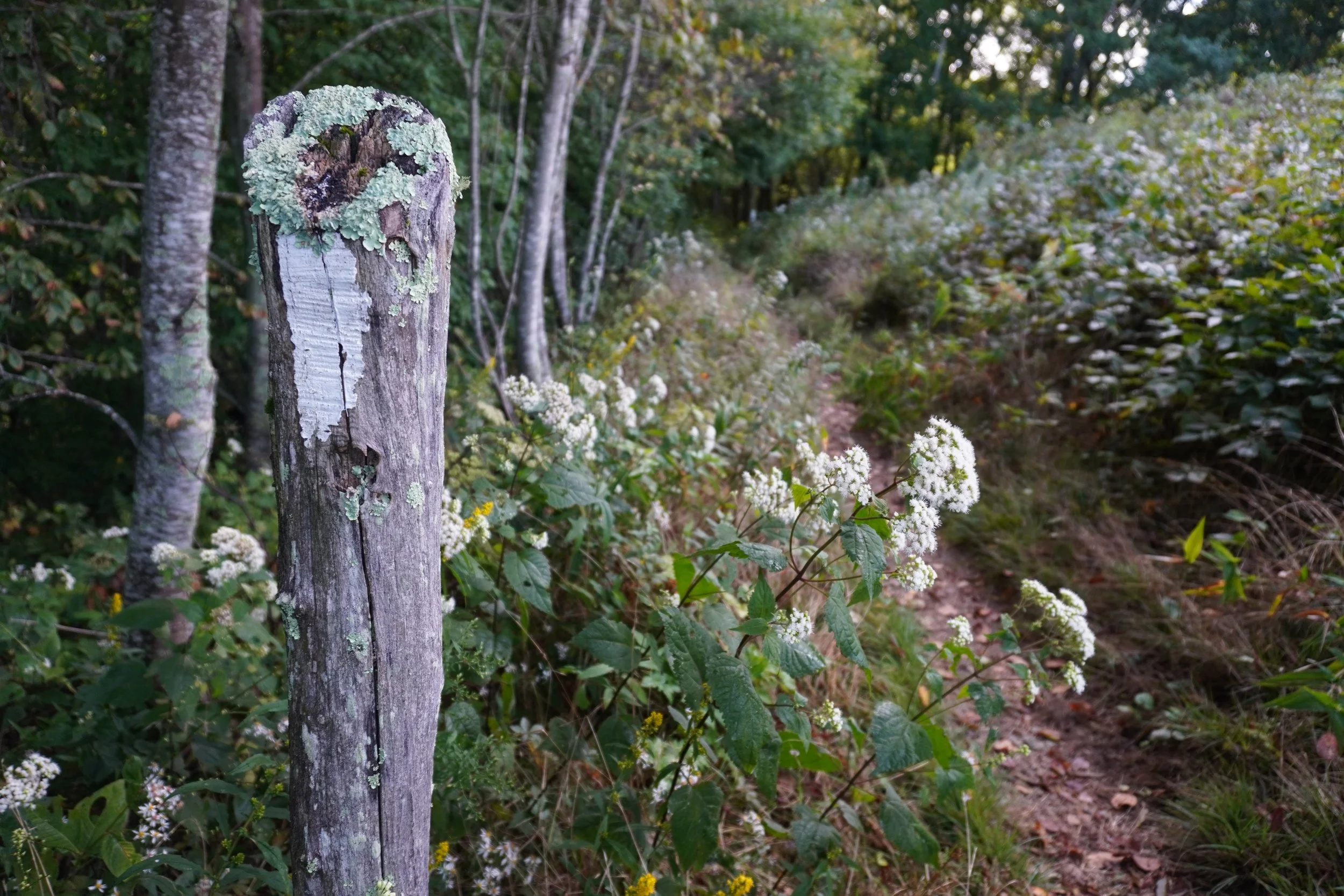 4 Ways Phone Apps Can Deepen Your Relationship With Nature