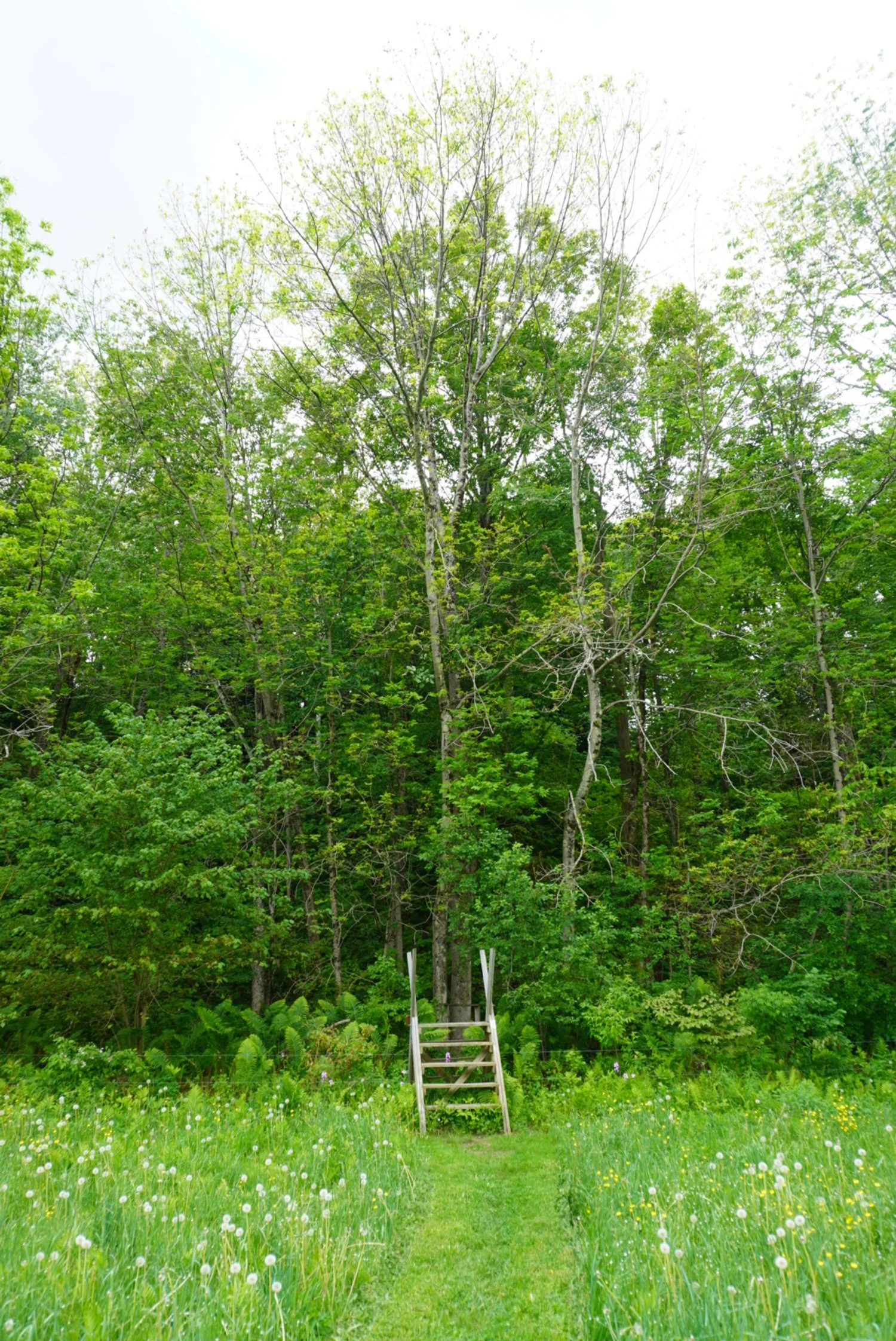 AHR05609(1).JPG