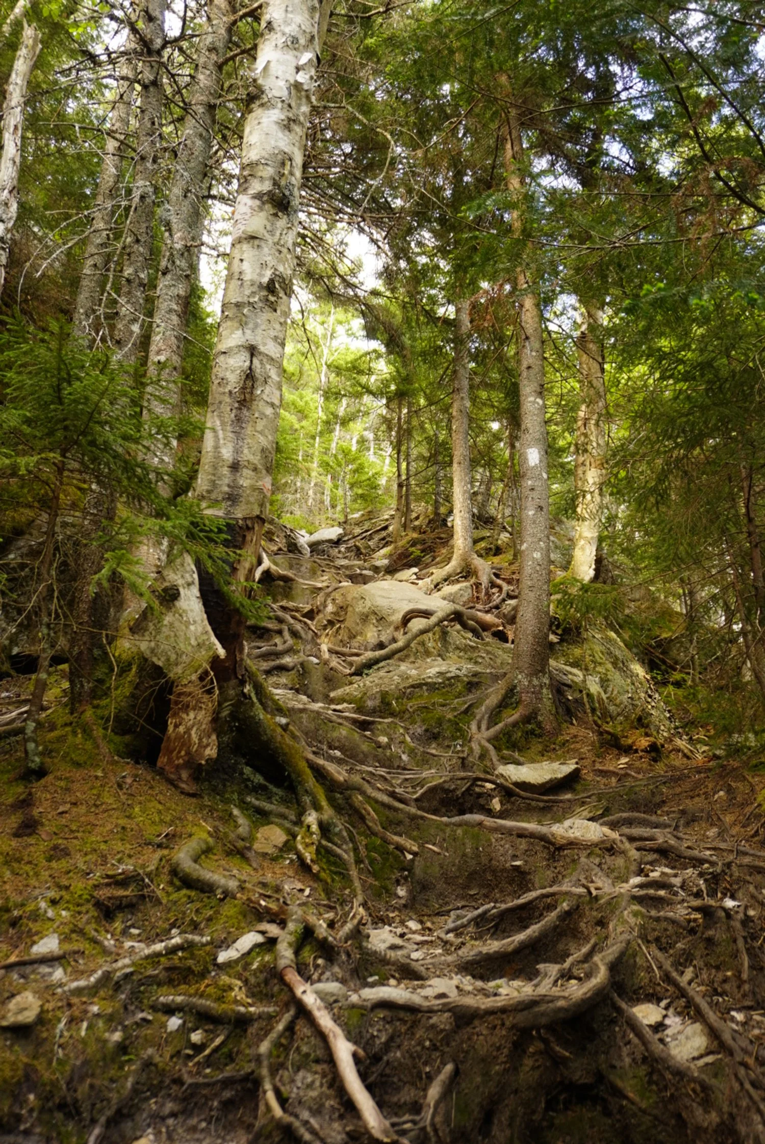 AHR05512(1).JPG