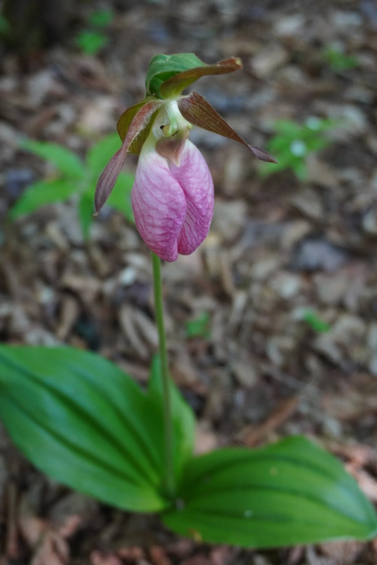 AHR05480.JPG