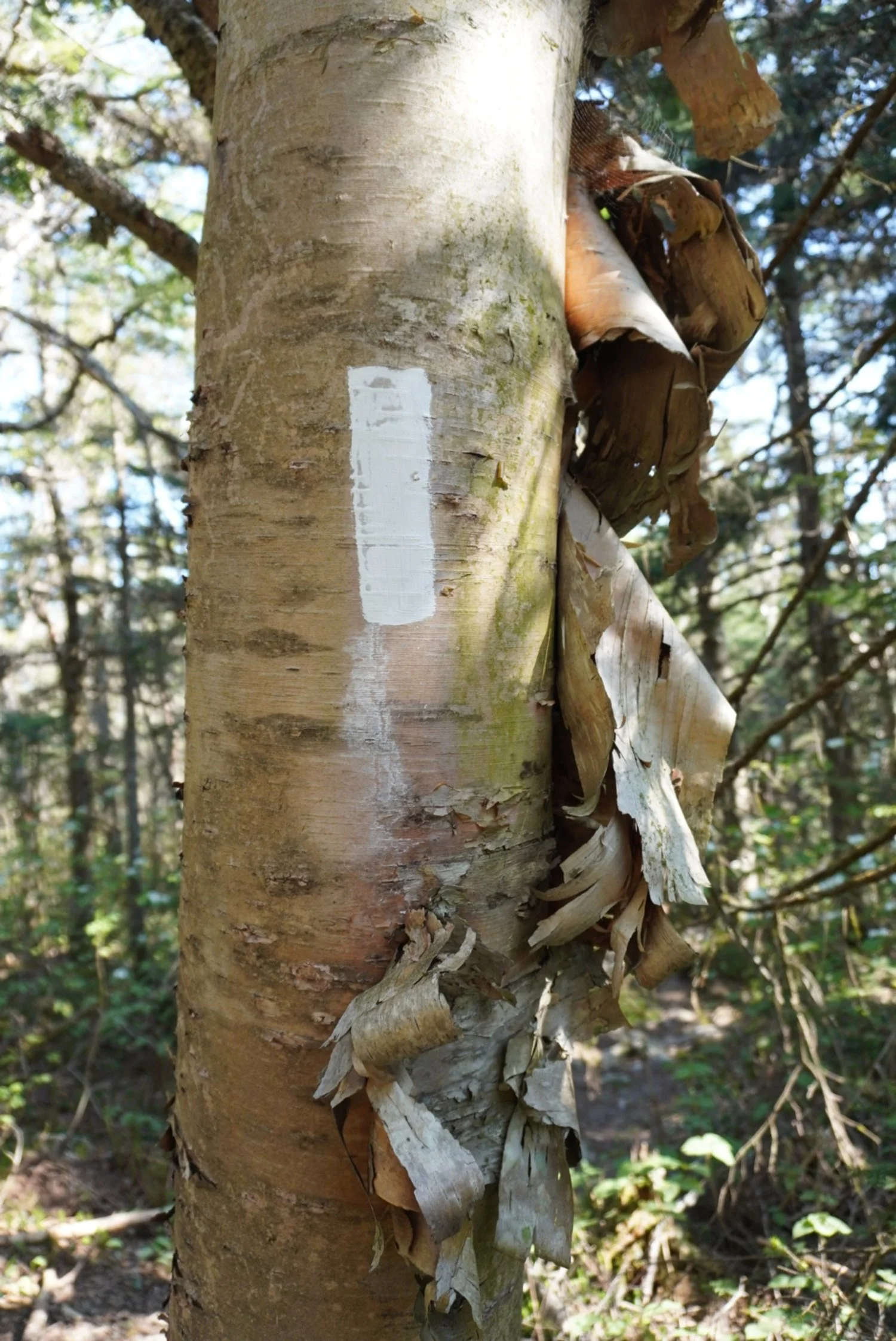 AHR05265.JPG
