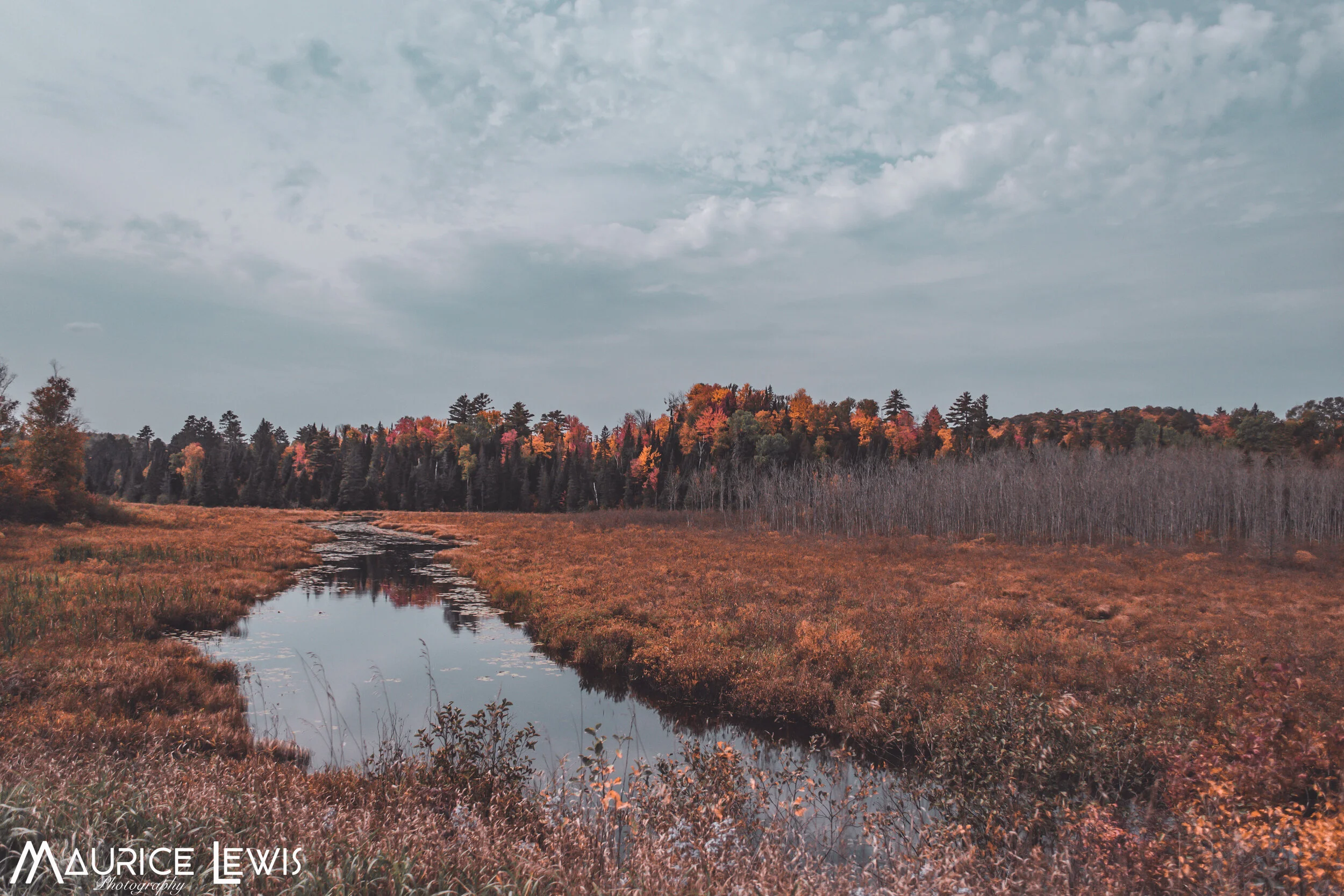 colorful swamp.jpg