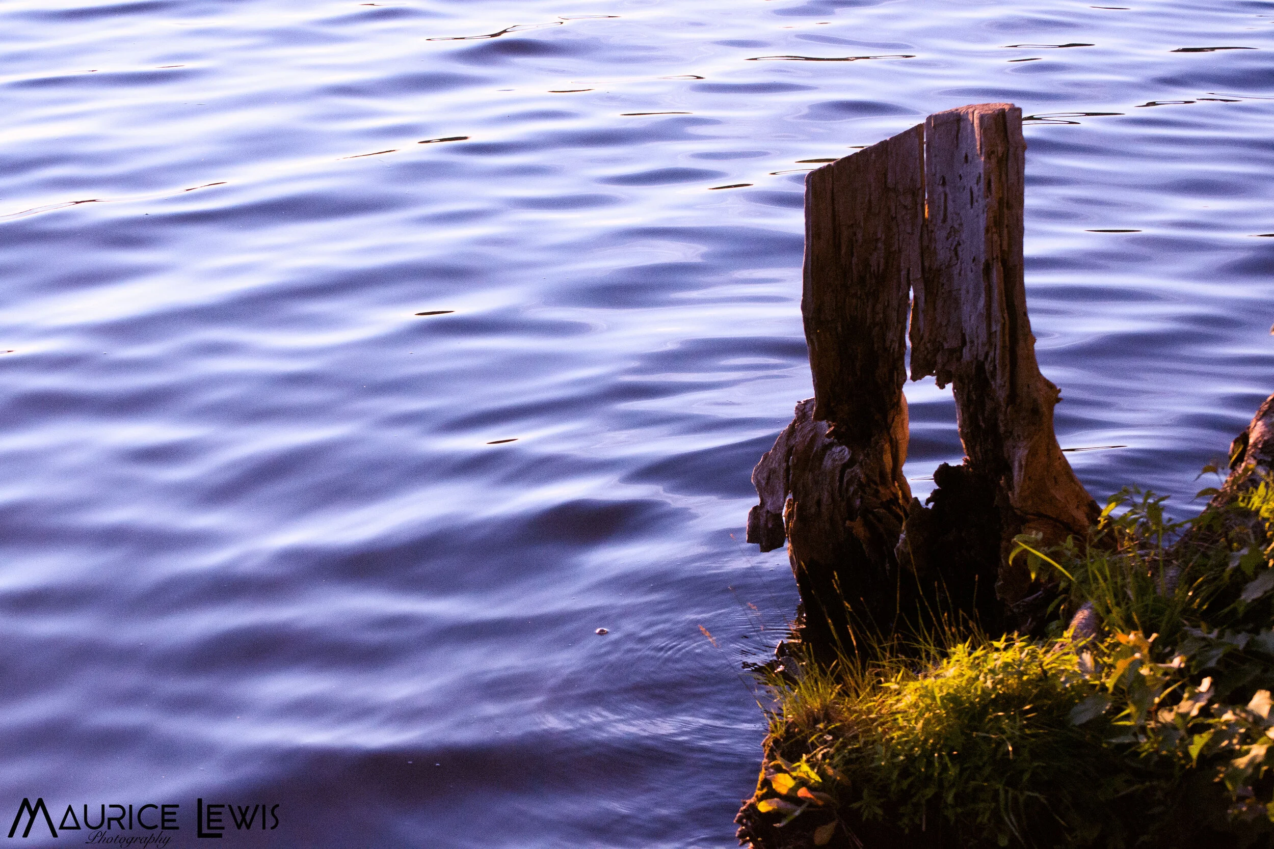 Water's edge.jpg