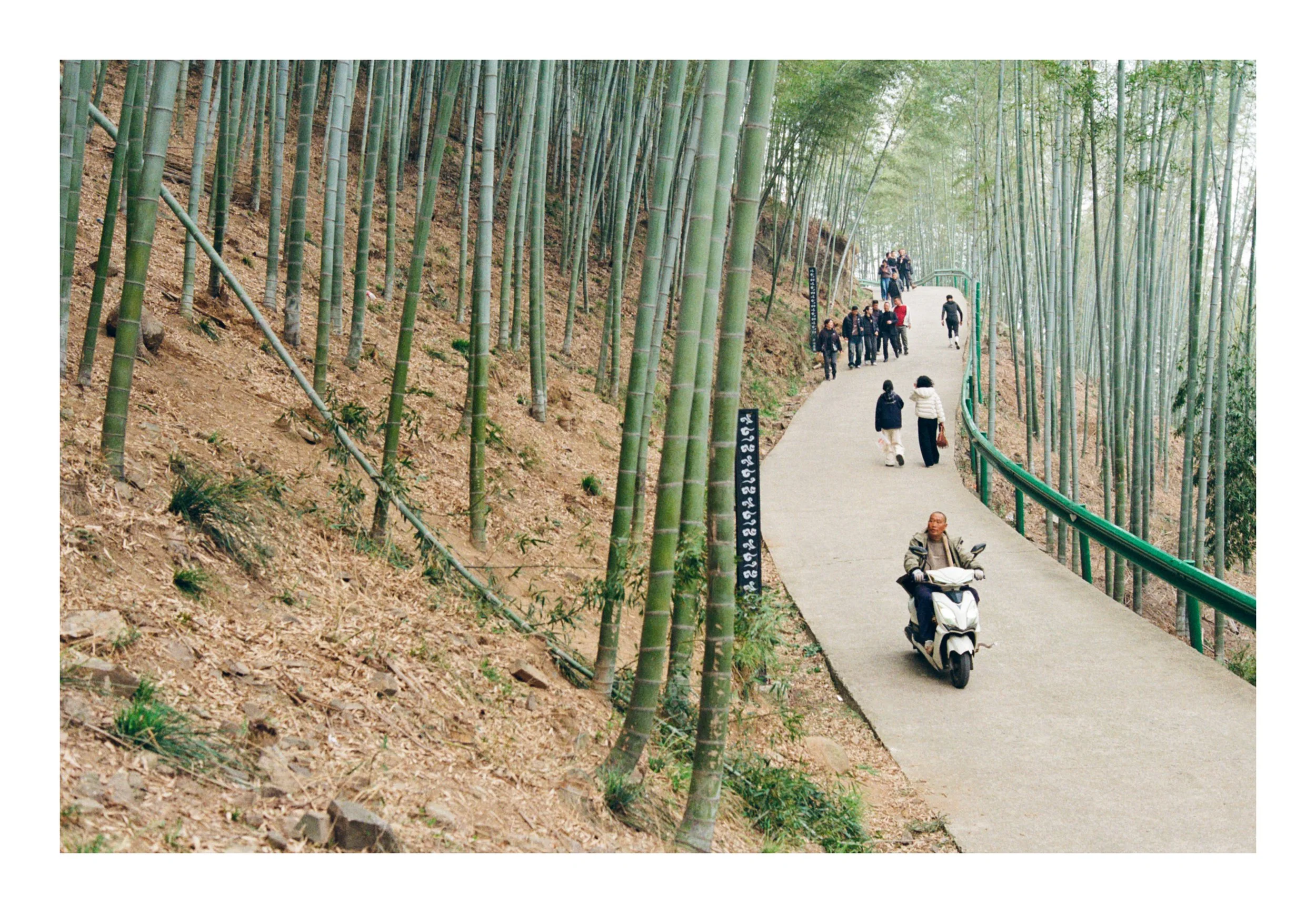 bambooroad.jpg