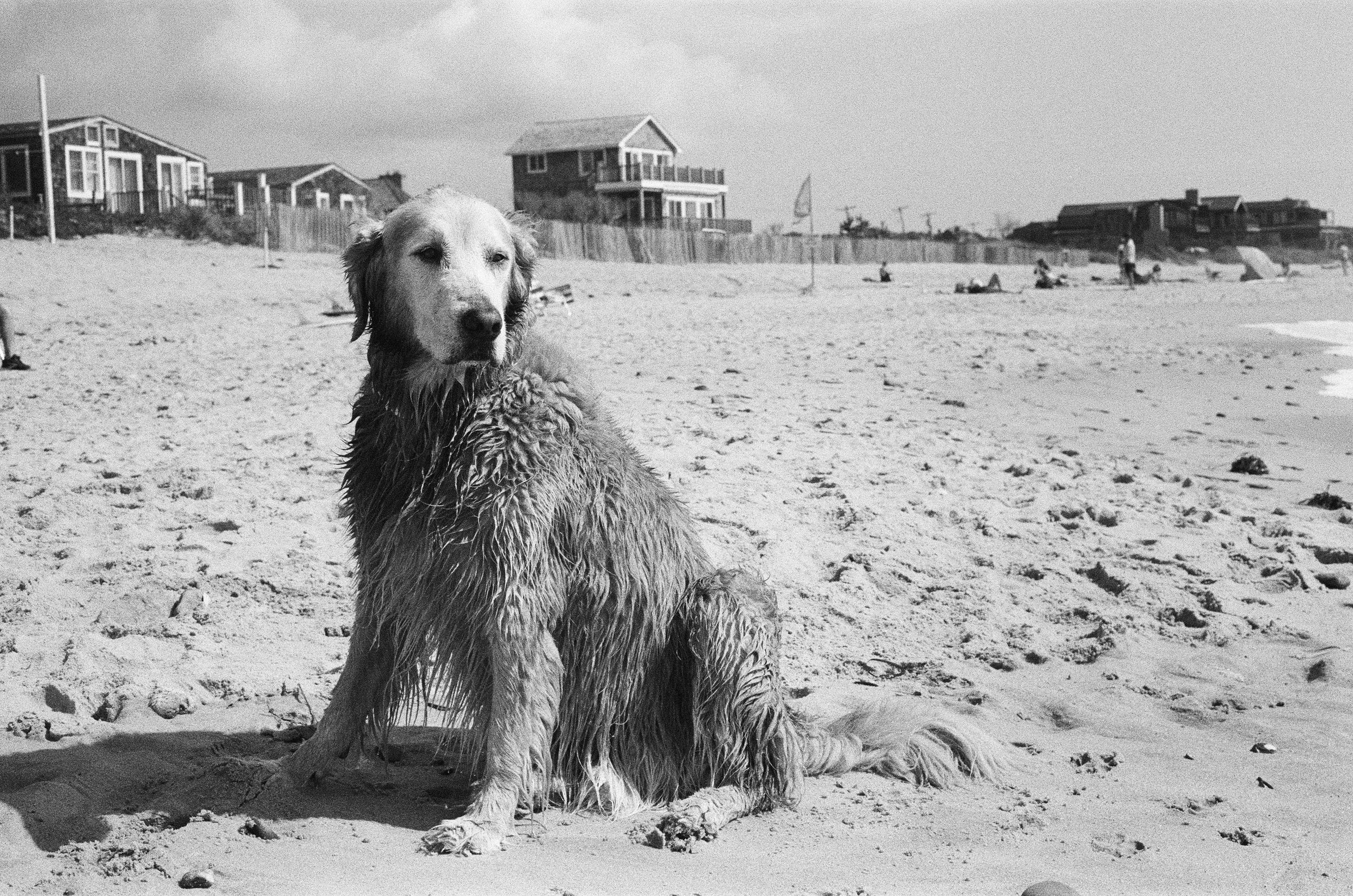 We found this elder statesman of Montauk, Huckleberry, relaxing on the beach in Ditch Plains. His family let him relax and occasionally he would wander into the low breaking surf to cool off.