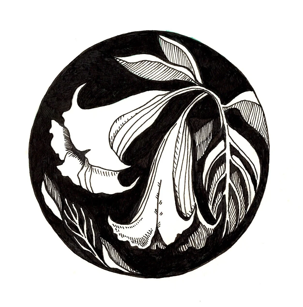 datura.jpg