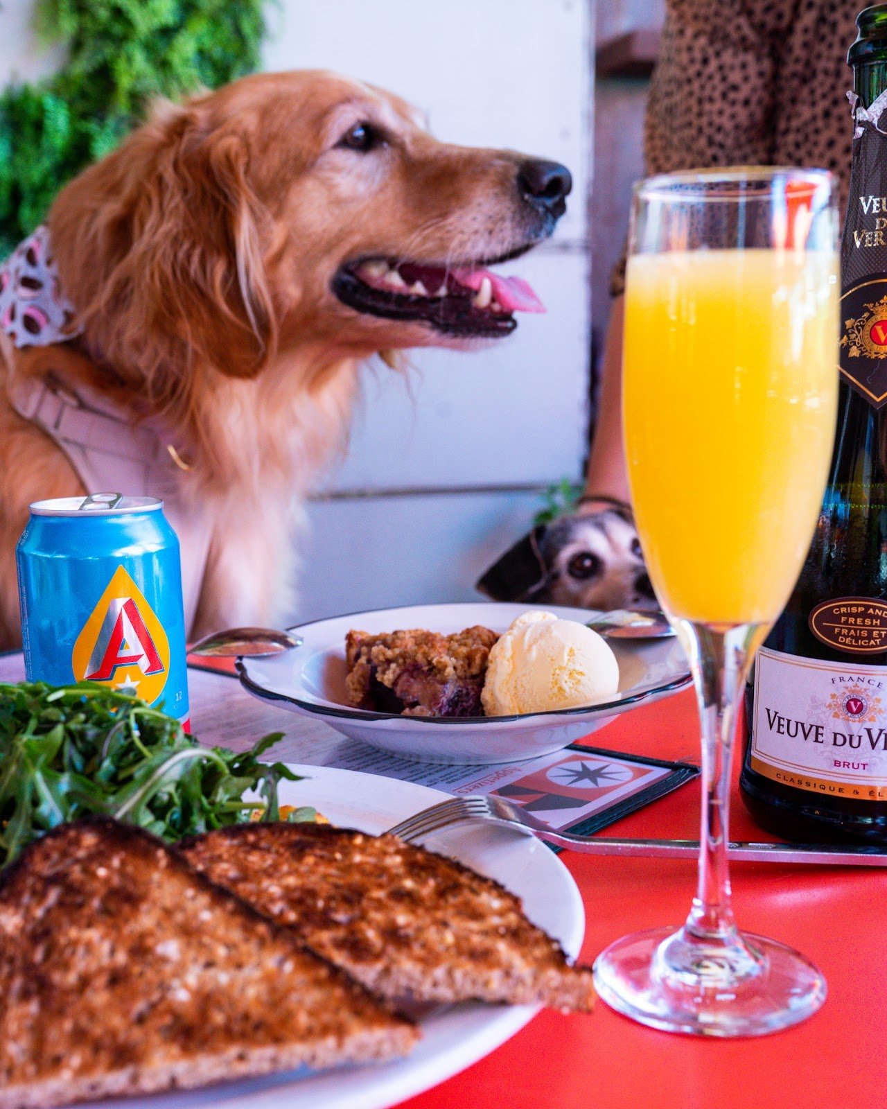 Take advantage of our pet-friendly patio and cheers to your furry friends &mdash; it's #NationalPetDay! 🐾🥂

💬 Happy Hour 3pm-6pm

🍺 $4 Select Local Canned Beers 
🍷 $5 House Red, White &amp; Ros&eacute; 
🍹 $8 Frozens 
🧀 $5 Appetizers

#24Diner 