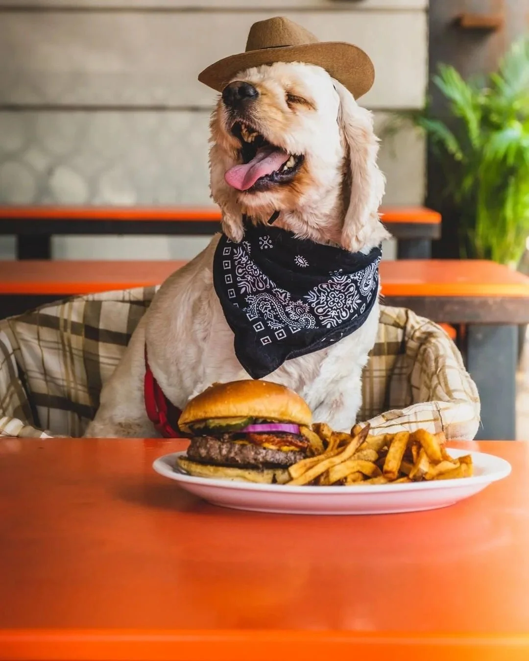 National Dog Day calls for some of our favorite diner dogs 🐶

#LateNightVibes #24Diner #AustinNightlife #OpenAllNight | open all night thursday through saturday | late night menu til 5am | no last call | austin diner after hours