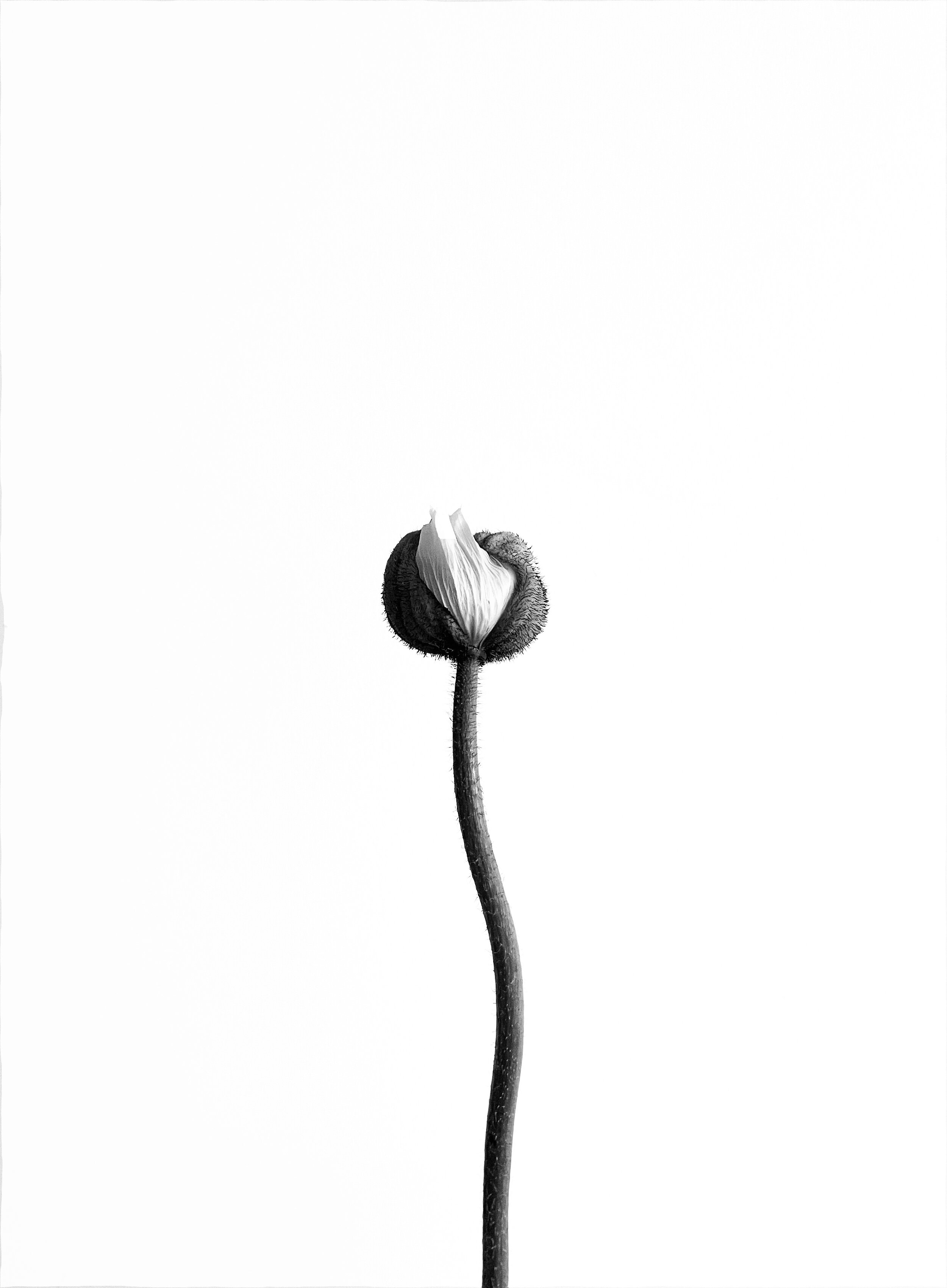 Flowers VI