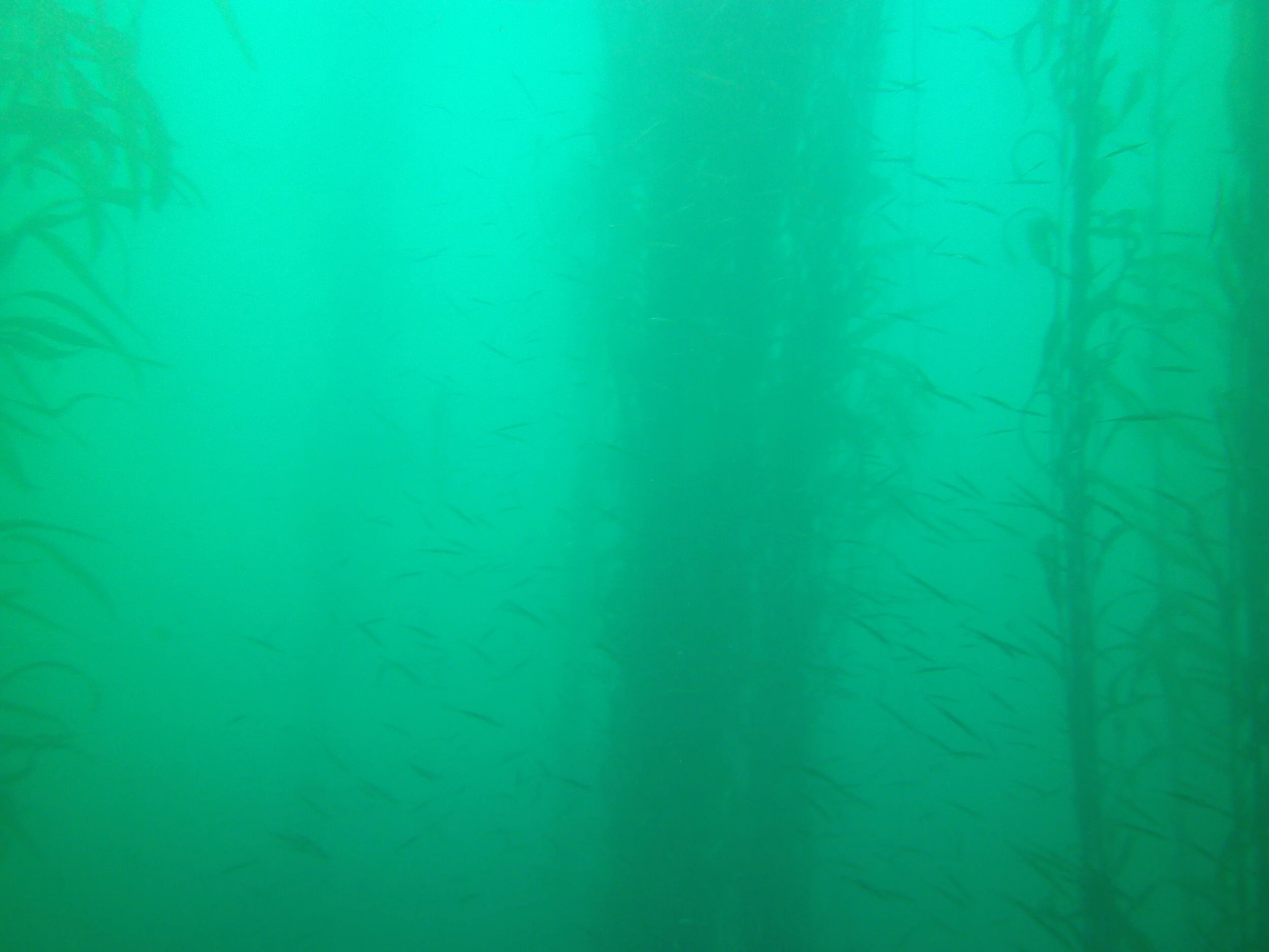 A small shoal of fish safe in the kelp shallows