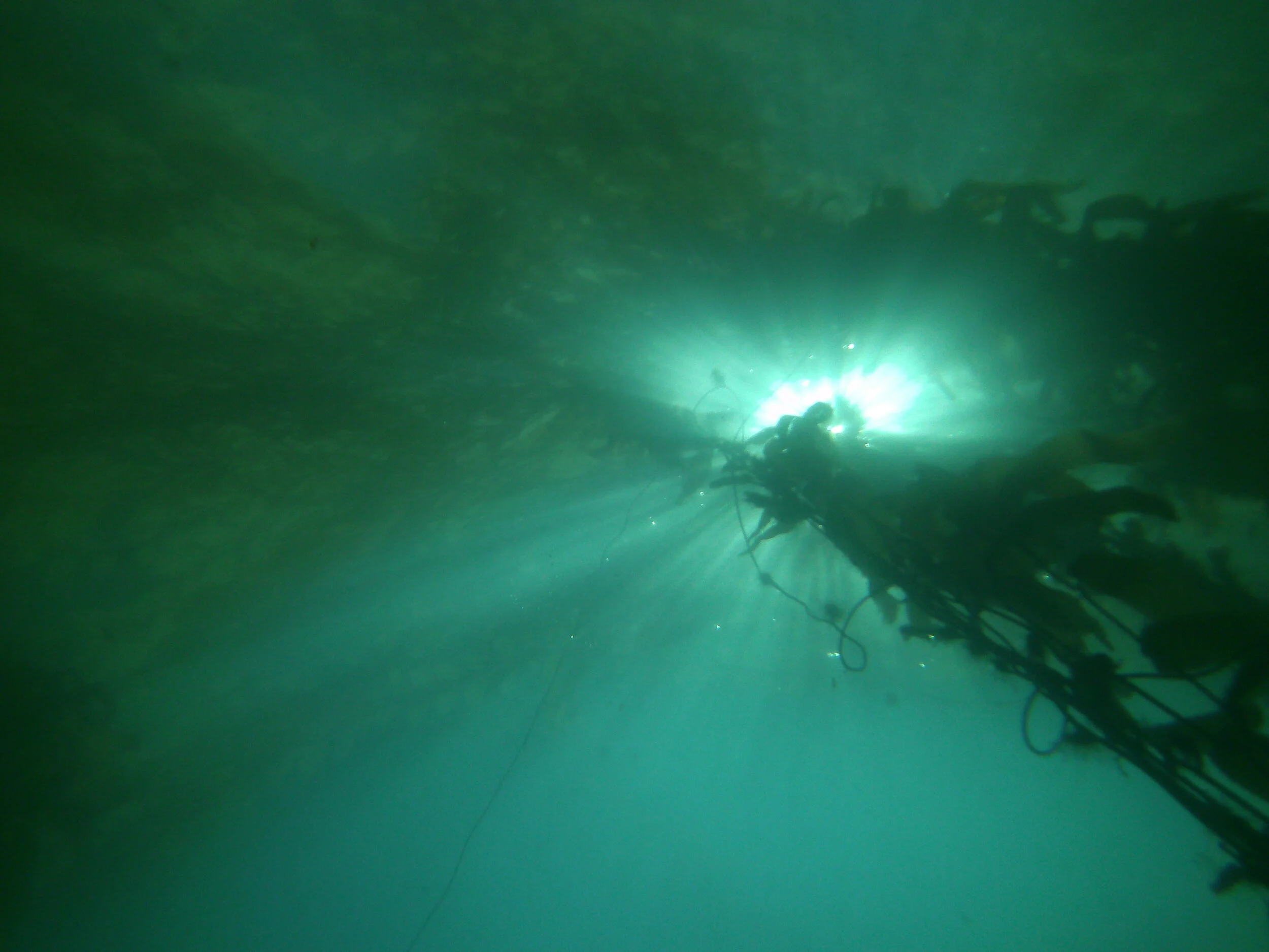 The light radiates into the kelp forest