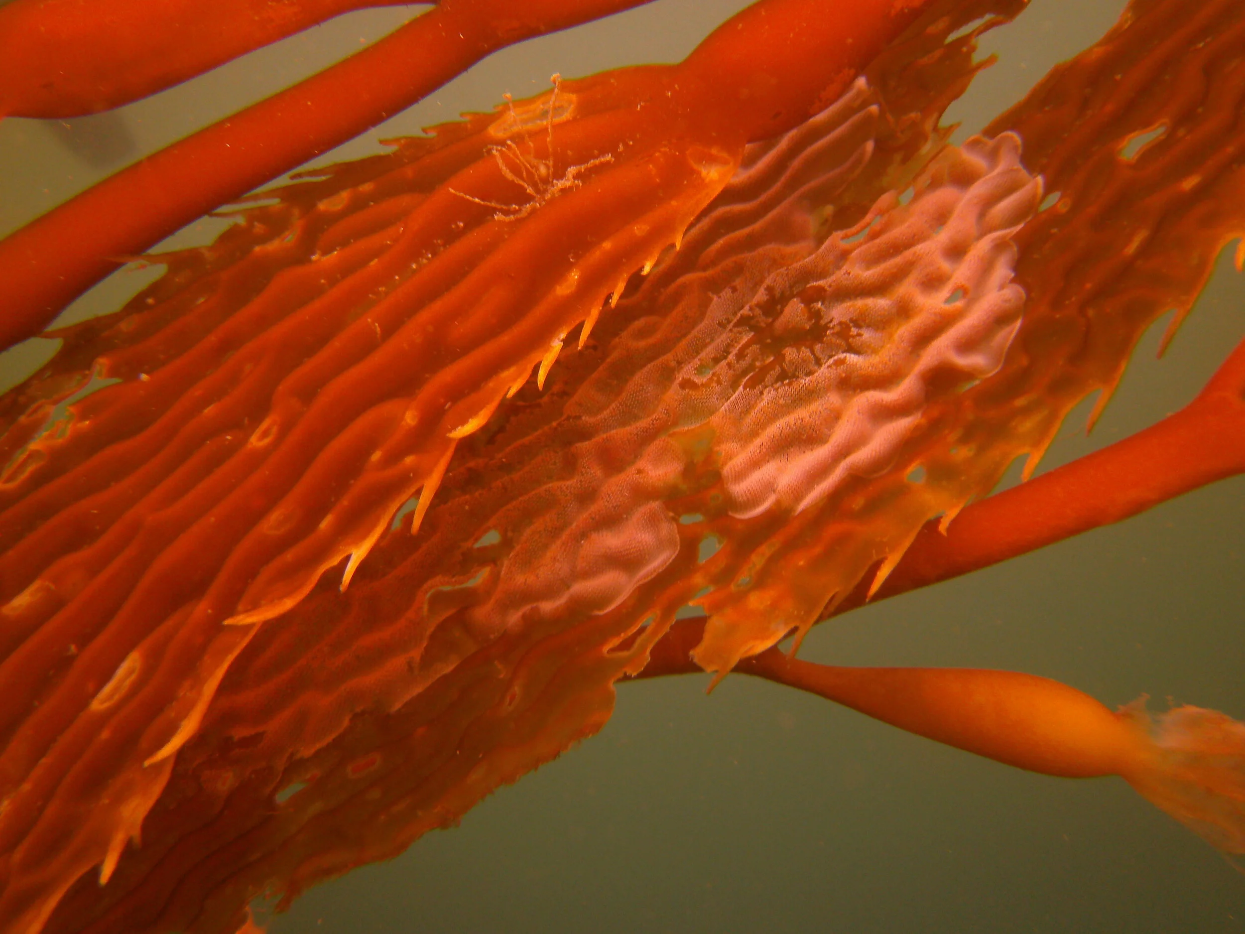 Bryozoans often encrust on Macrocystis like this (kelp) shown with red tint
