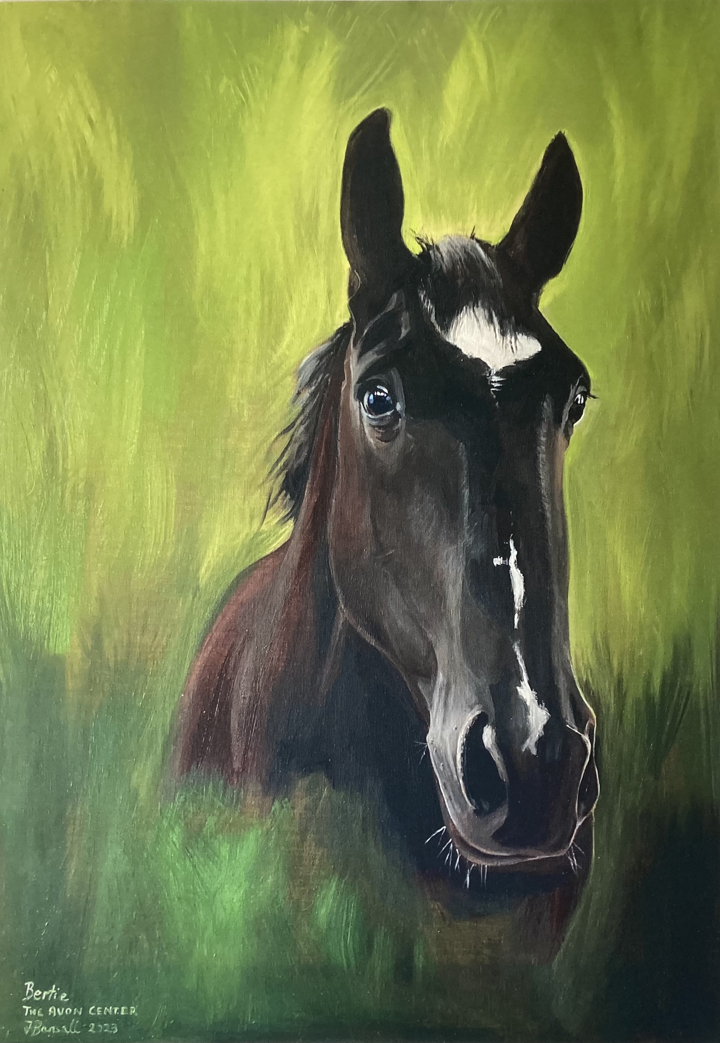 Portrait of Bertie, a well-loved horse at The Avon Centre, an equine and nature based activities charity in Bristol.