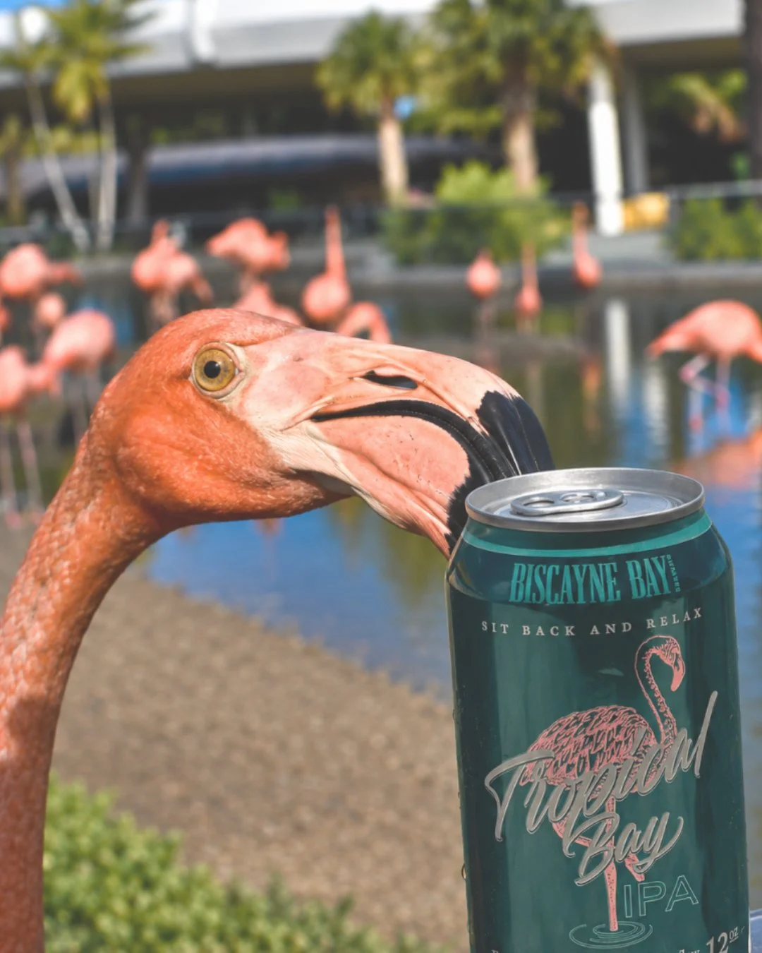Safe to say the flamingos are fans of Tropical Bay, and we&rsquo;re even bigger fans of @zoomiami 🦩🍺⁠
⁠
⁠
#BiscayneBayBrewing #TropicalBayIPA #BrewedInMiami #CraftBeer #DrinkLocal #BeerASMR #CanningLine #BreweryLife