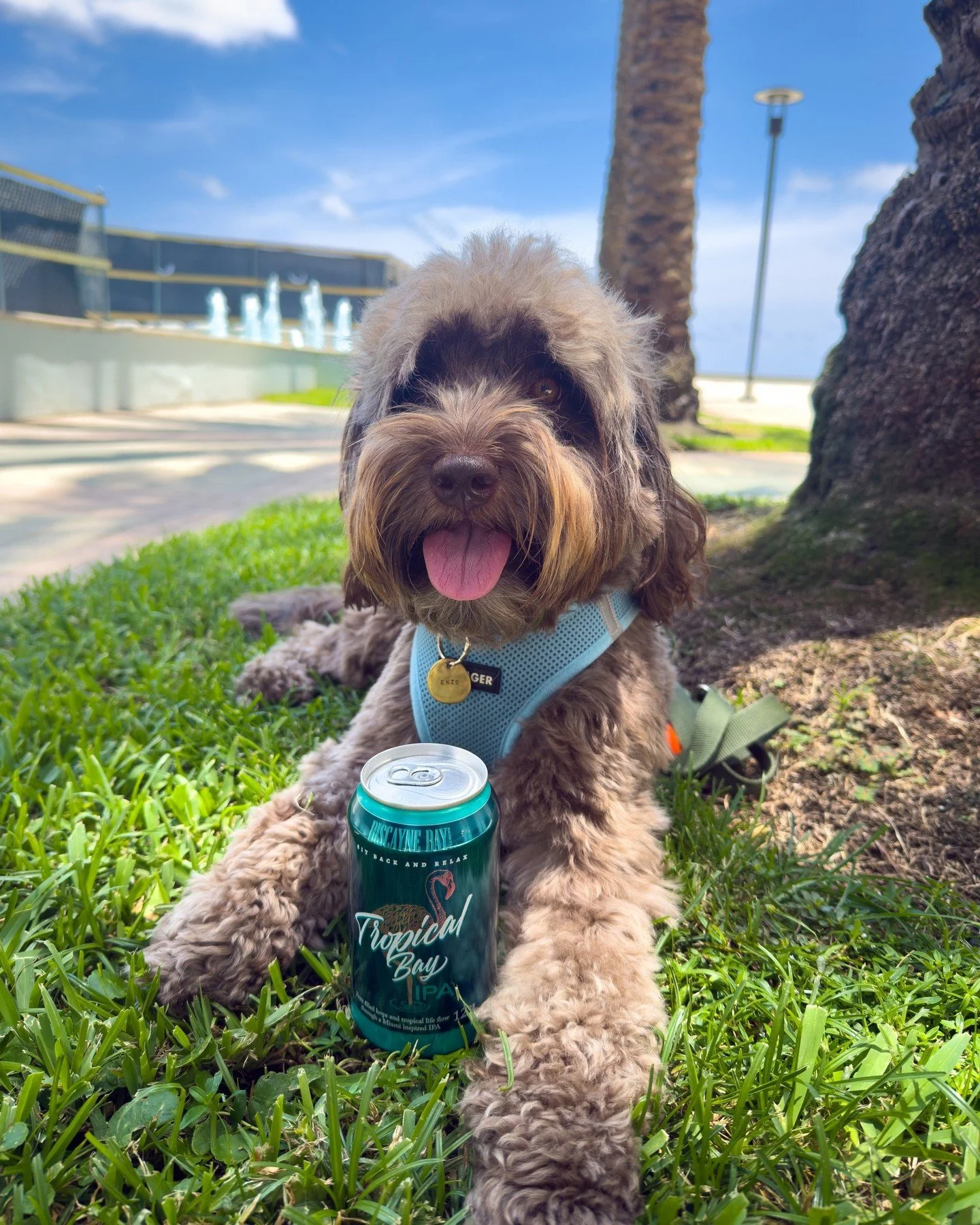 Choose your emotional support: 🐶 or 🍺. Bring your pup on a stroll with a can of Tropical Bay!⁠
⁠
#BiscayneBayBrewing #TropicalBayIPA #BrewedInMiami #CraftBeer #DrinkLocal #BeerASMR #CanningLine #BreweryLife