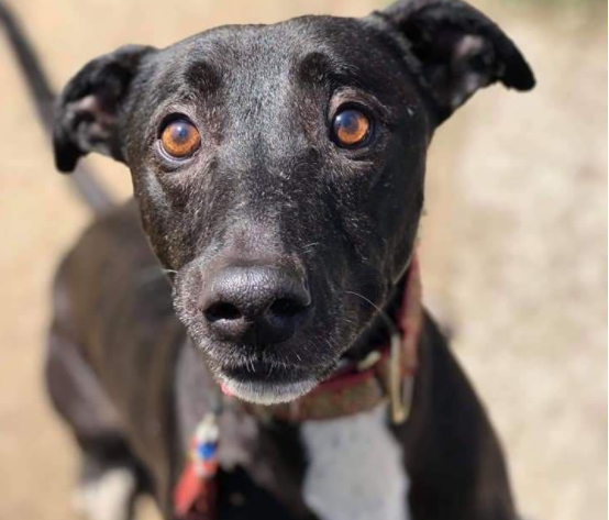 Donate — Linbee Dog Rehoming