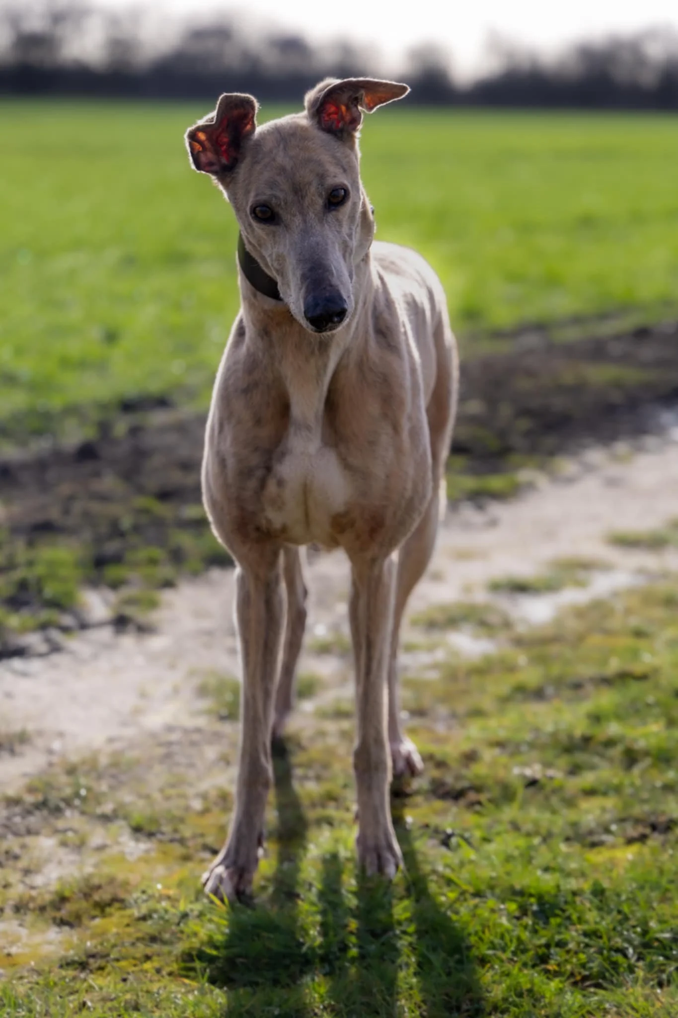 Muscular beige greyhound stood on grass 