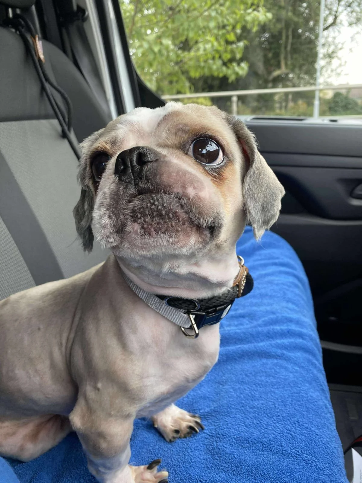 Linbee dog milo 2.jpg