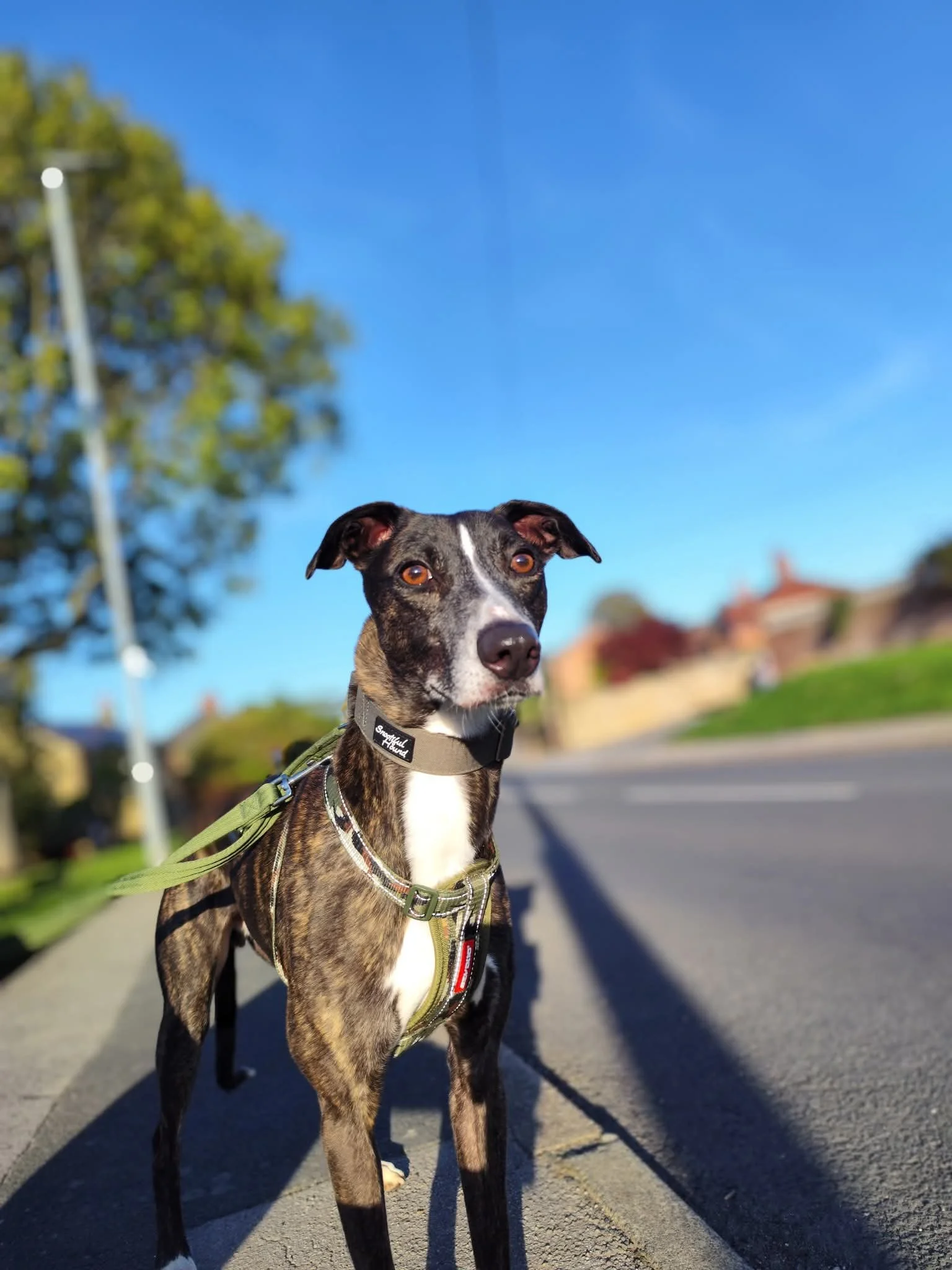 picture of a lurcher dog
