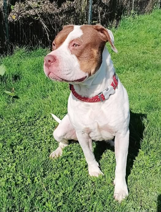 Picture of a White/brown American bulldog sitting on grass