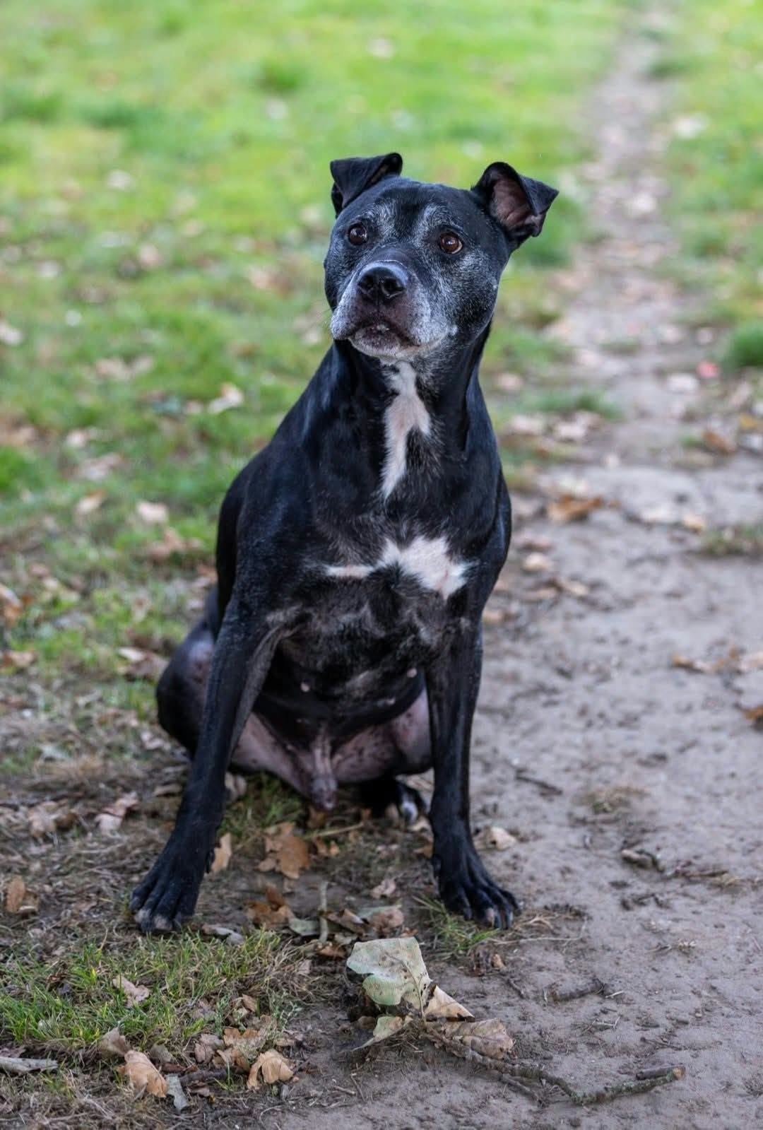Staffordshire cross dog on grass