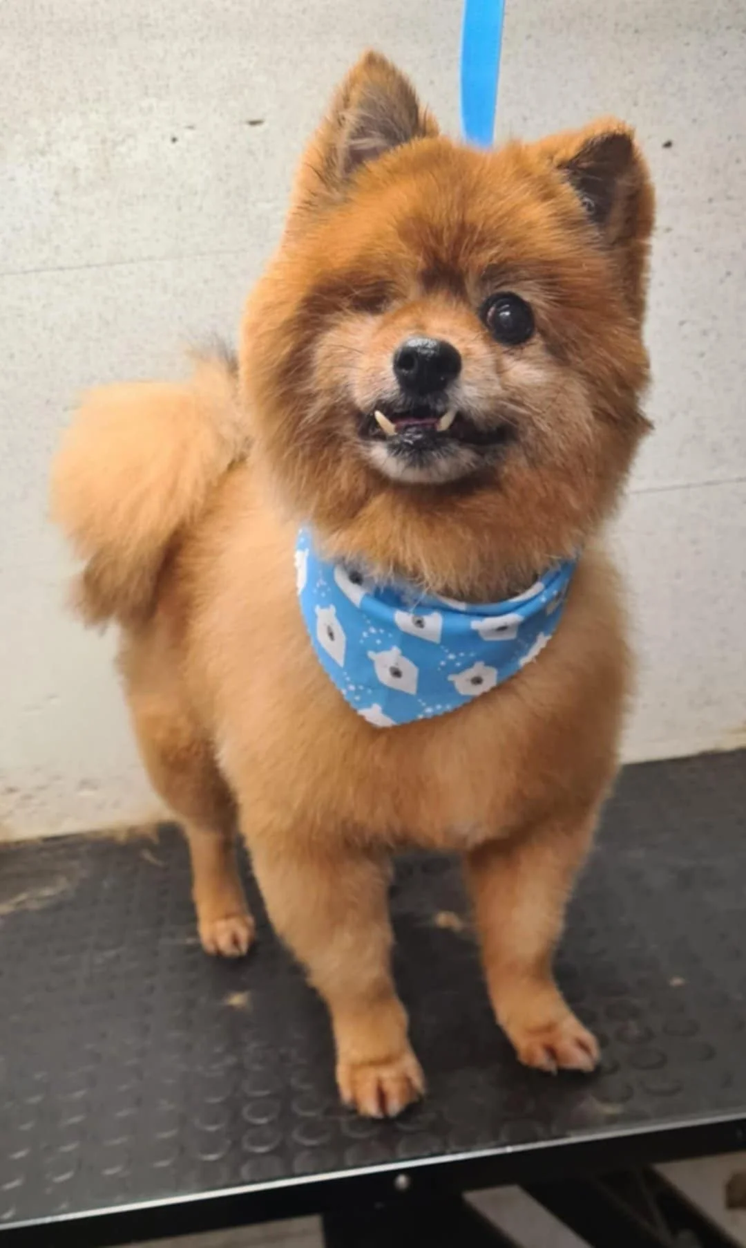Picture of a small beige dog with a blue bandana on a table 