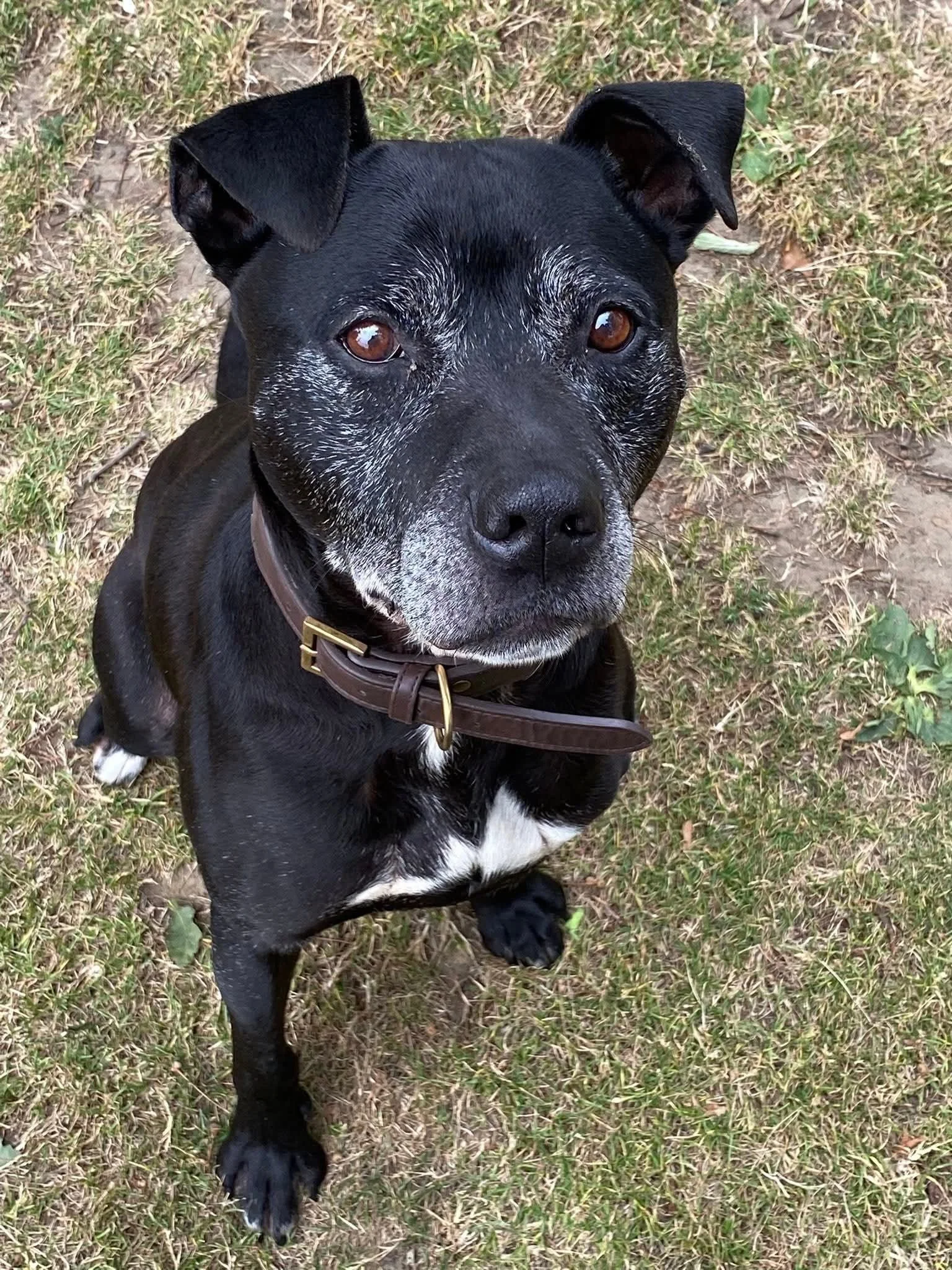 Picture of a black stafford dog on grass