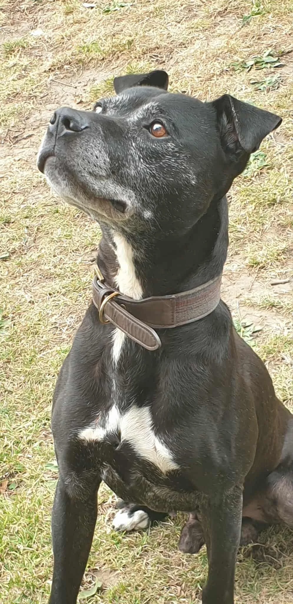 Black and white staffordshire cross dog