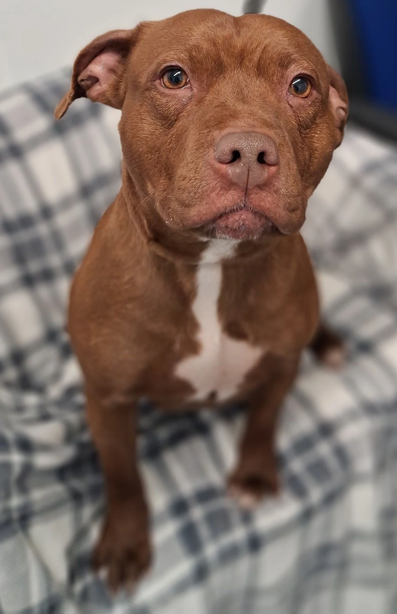 A Brown Staffordshire Dog