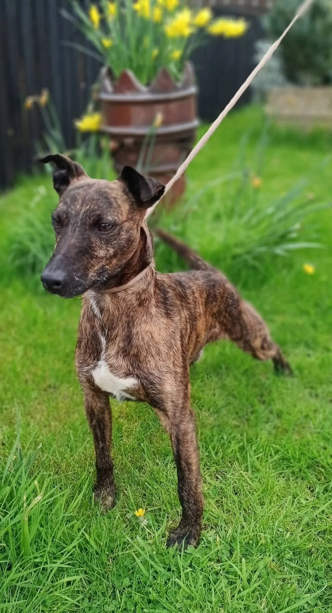 Picture of a Brown Terrier dog on grass