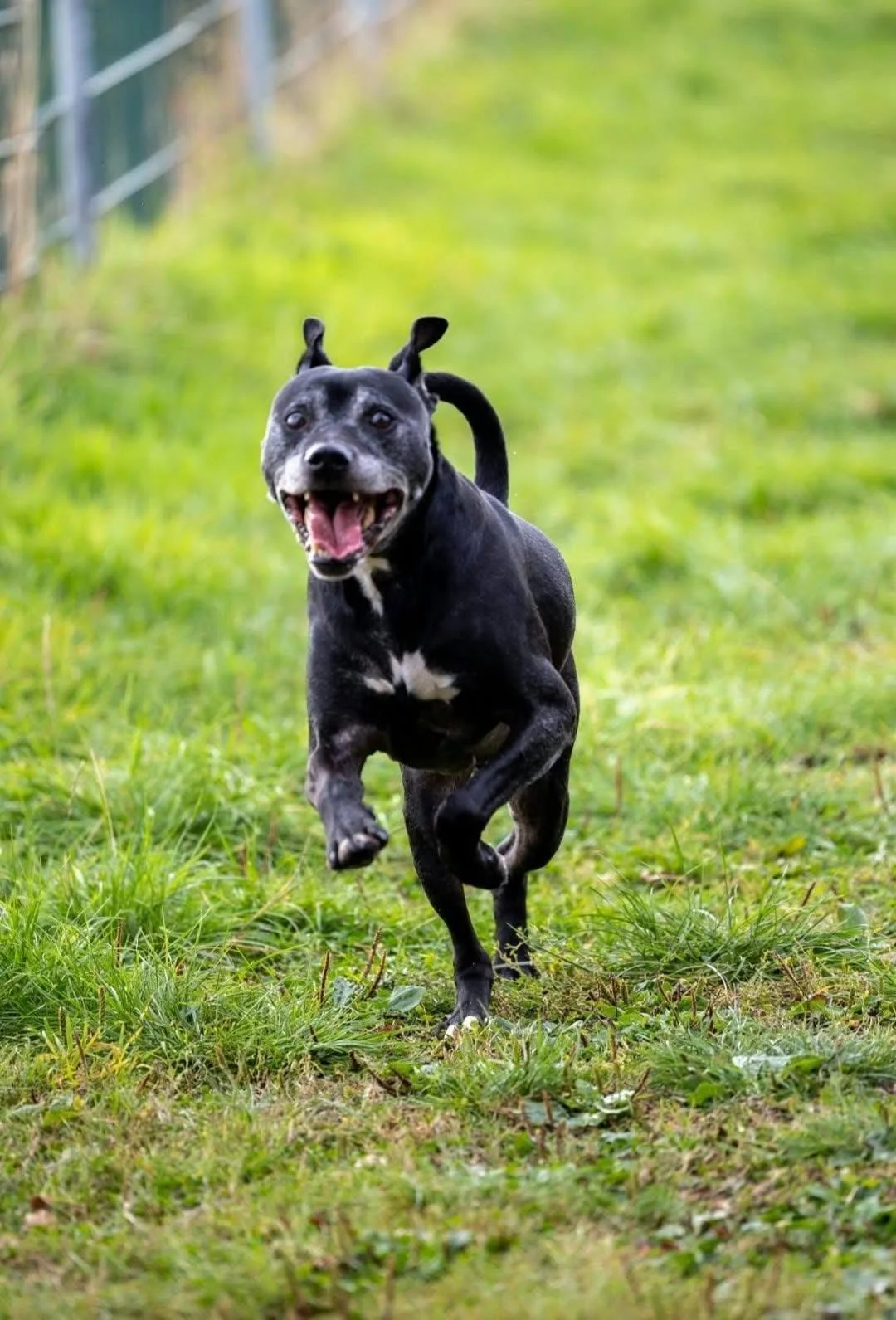 Staffordshire cross dog running on grass