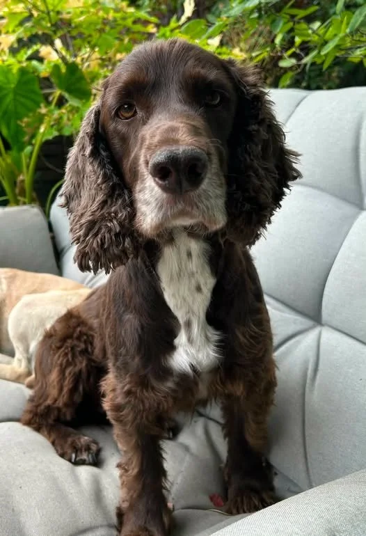 Picture of a brown dog sat on the sofa