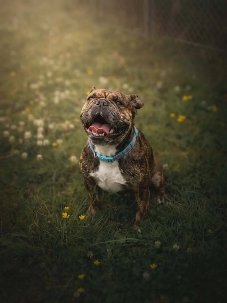 Picture of a french crossbreed
