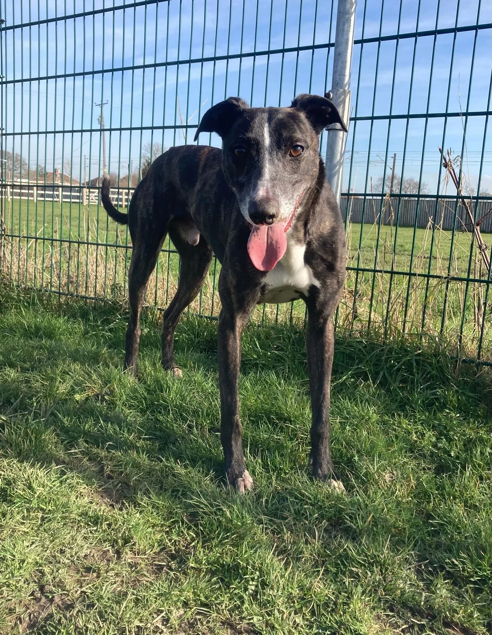 Picture of a lurcher (Digby)