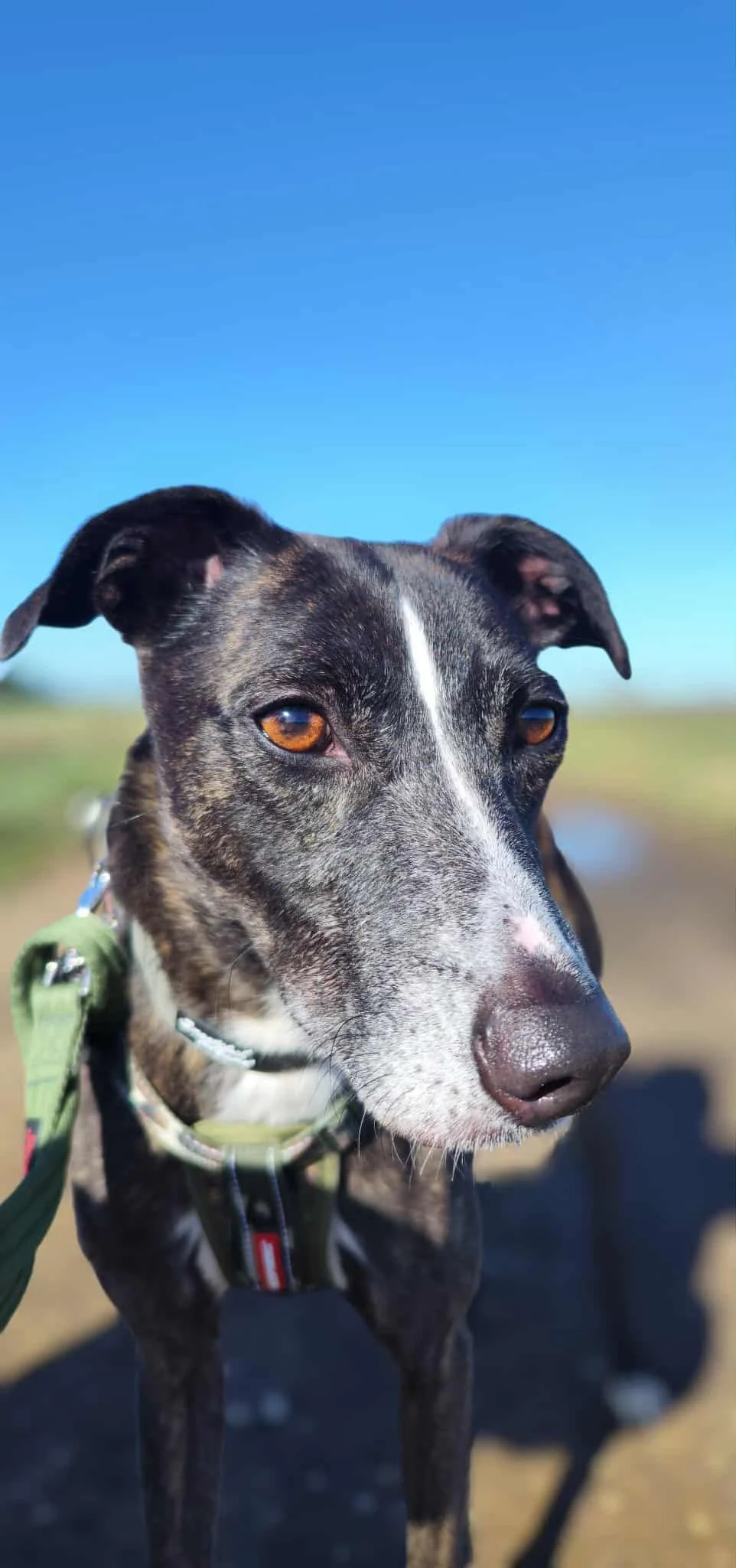 Linbee dog digby 1.jpg