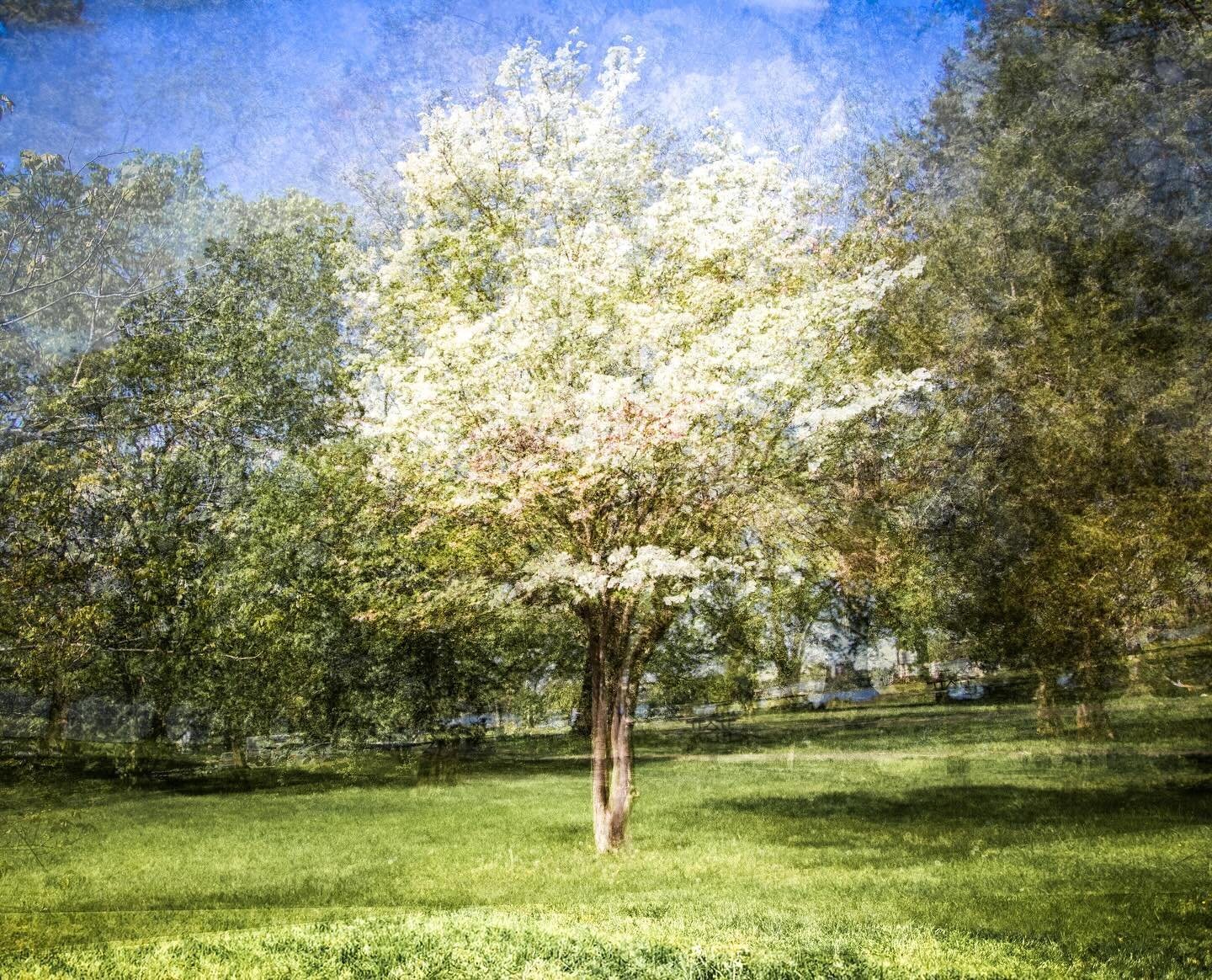 Today is Earth Day. Treat the planet well and appreciate all the beauty it offers. 

#intentionalcameramovement
#icm_community
#icm_world
#icmphotomagazine
#intentionalblur
#blur
#bluronpurpose 
#abstractphotography
#impressionistphotography
#painter