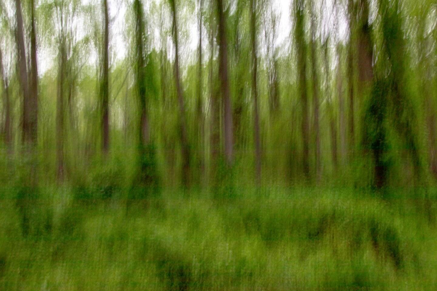 So much green!  This is my favorite time of the year, when you barely blink and everything has turned that beautifully bright shade of green.  I wish it could stay this way just a little longer. 

#intentionalcameramovement
#icm_community
#icm_world
