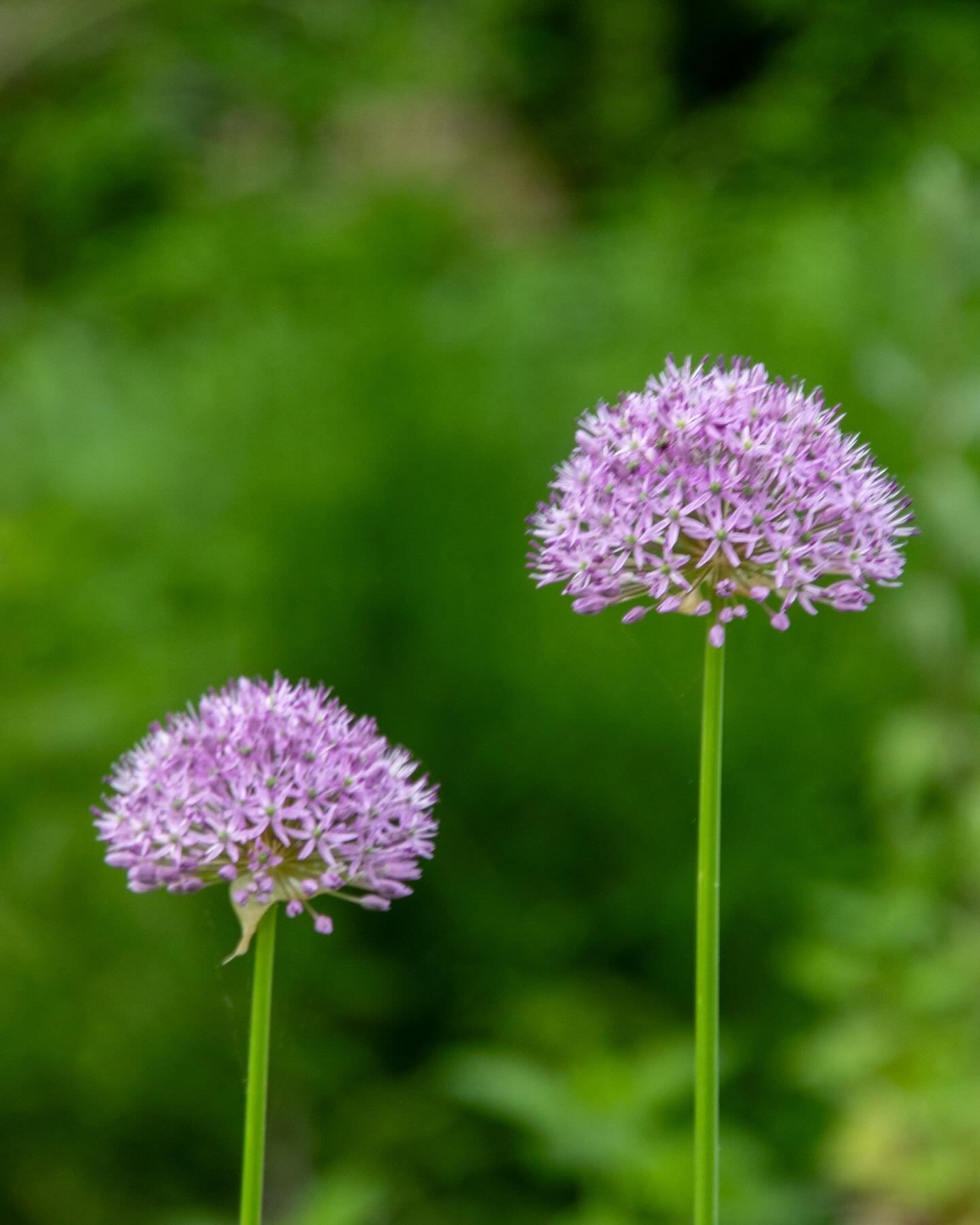 &ldquo;The bees
care for the allium, if you don&rsquo;t &shy;&ndash;
hear them now, doing their research,
humming the arias
of a honey opera&hellip;&rdquo;