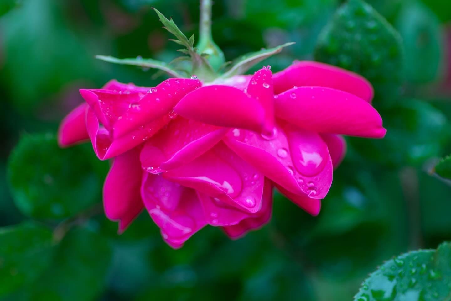 &ldquo;A profusion of pink roses bending ragged in the rain speaks to me of all gentleness and its enduring.&rdquo; &ndash; William Carlos Williams
